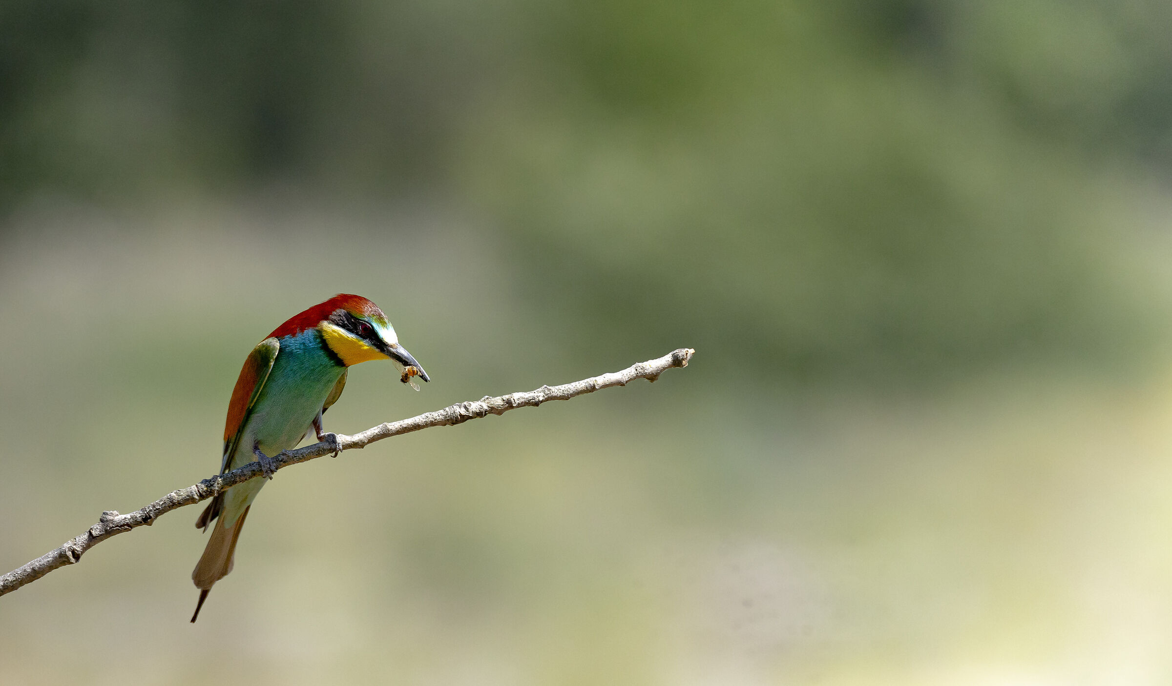 bee-eater