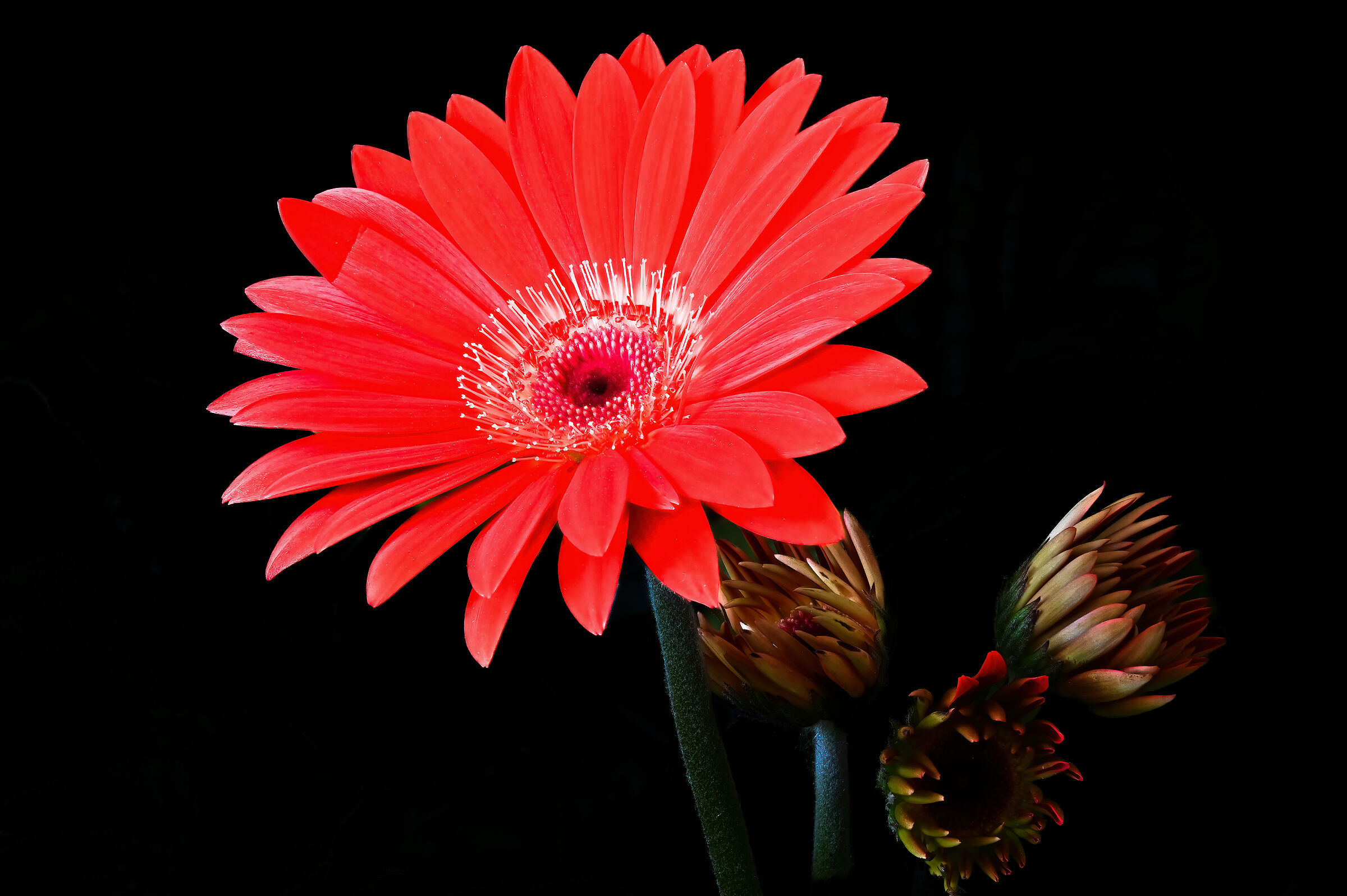 Gerbera