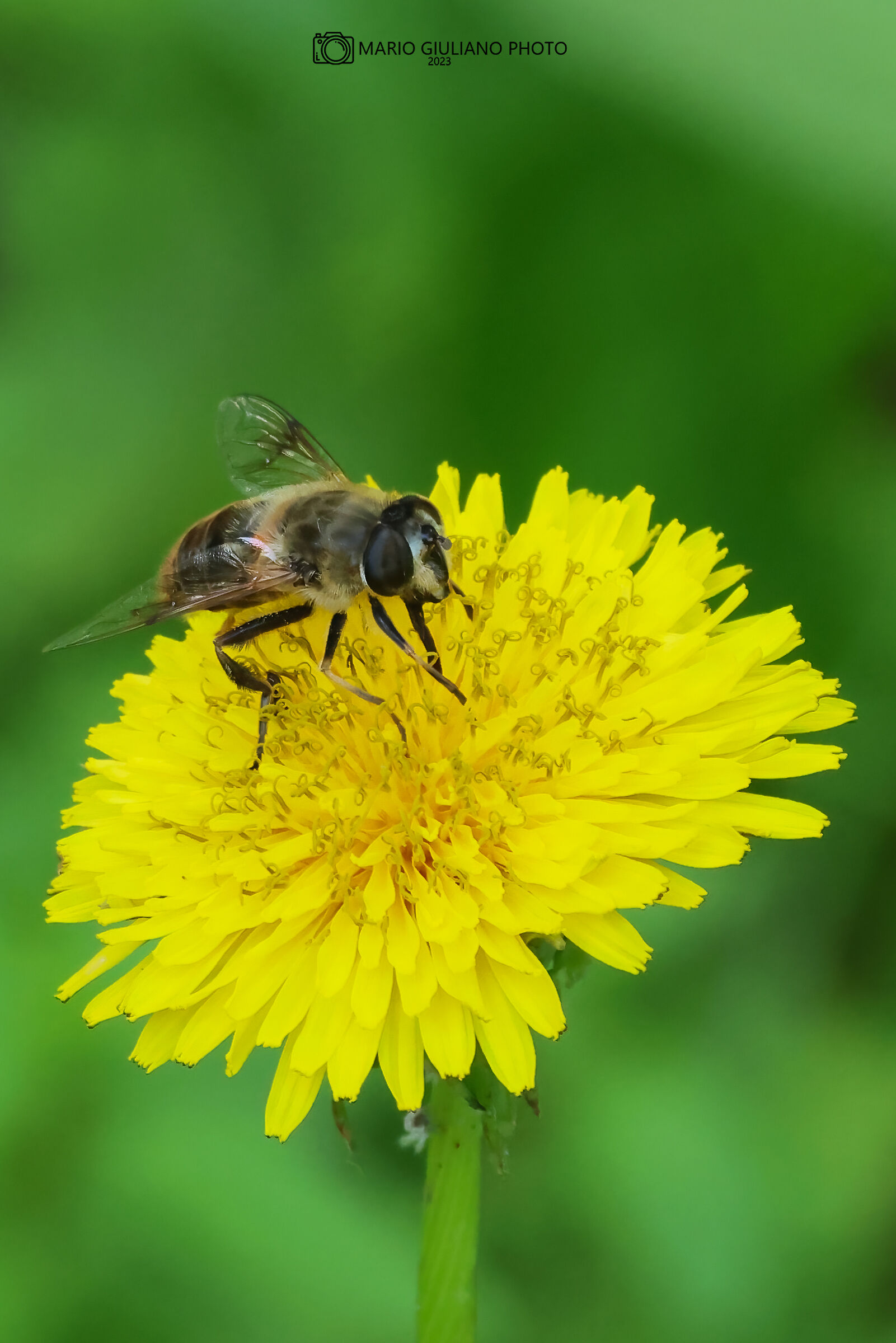 Eristalis tenax