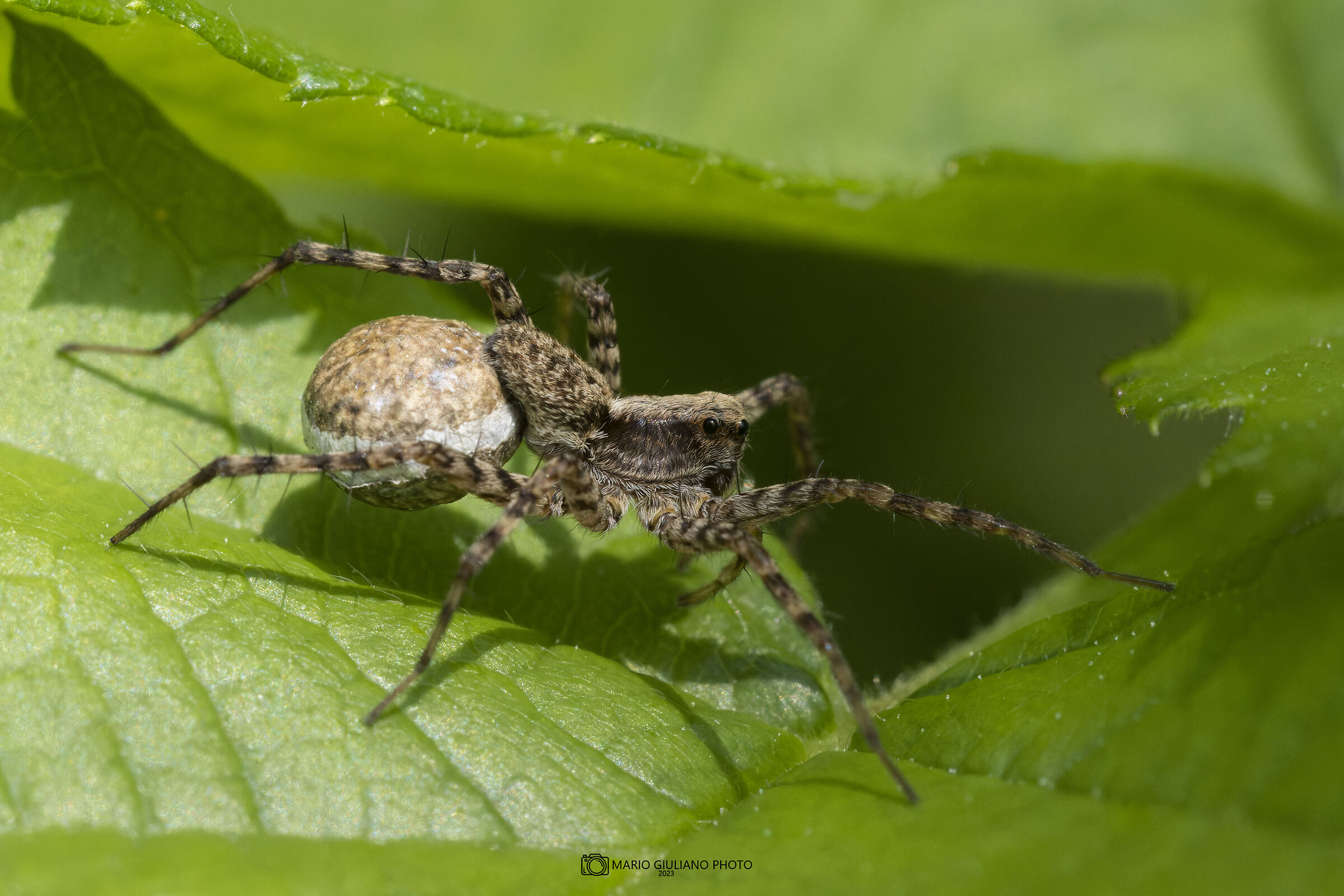 Pardosa sp