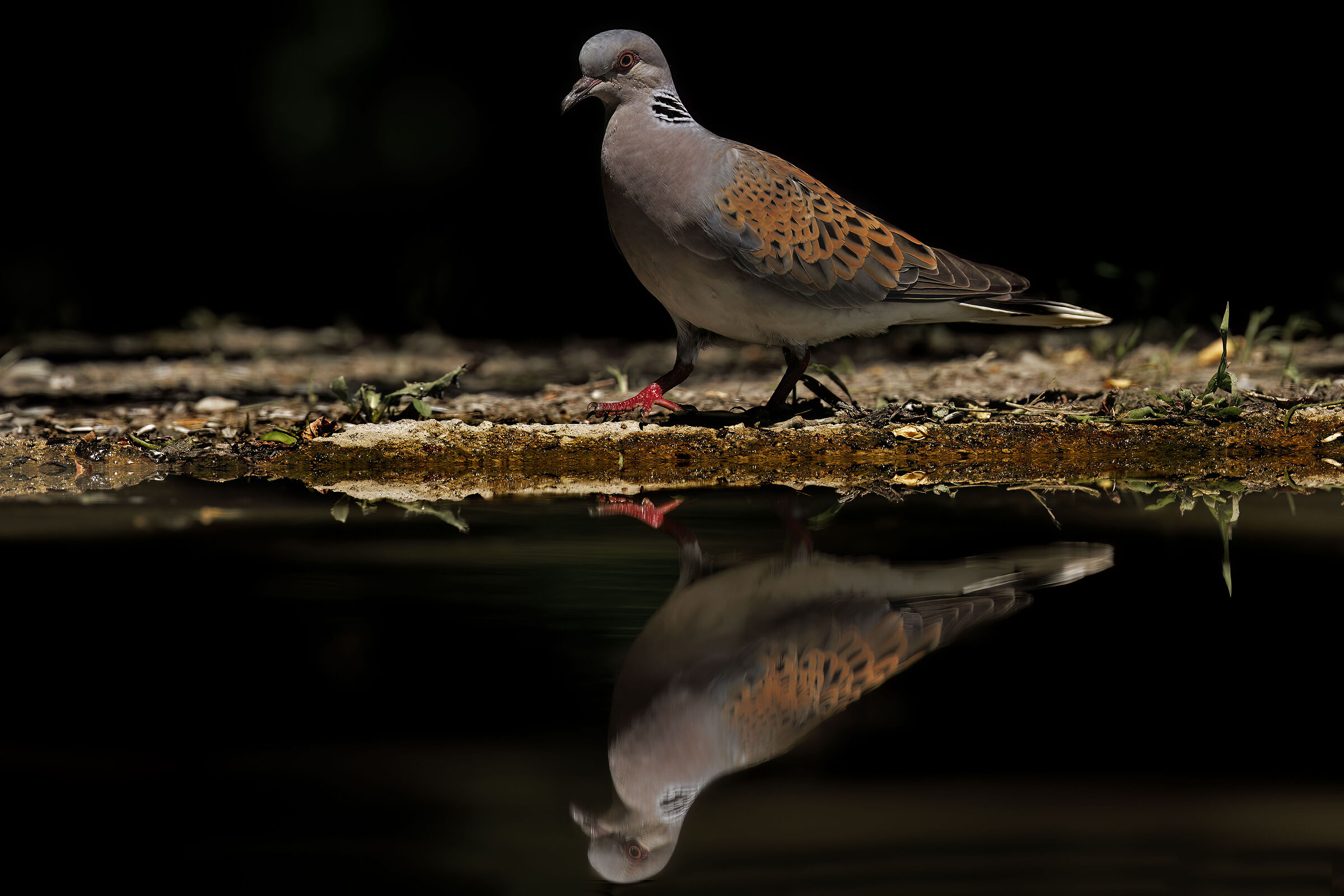 Wild dove