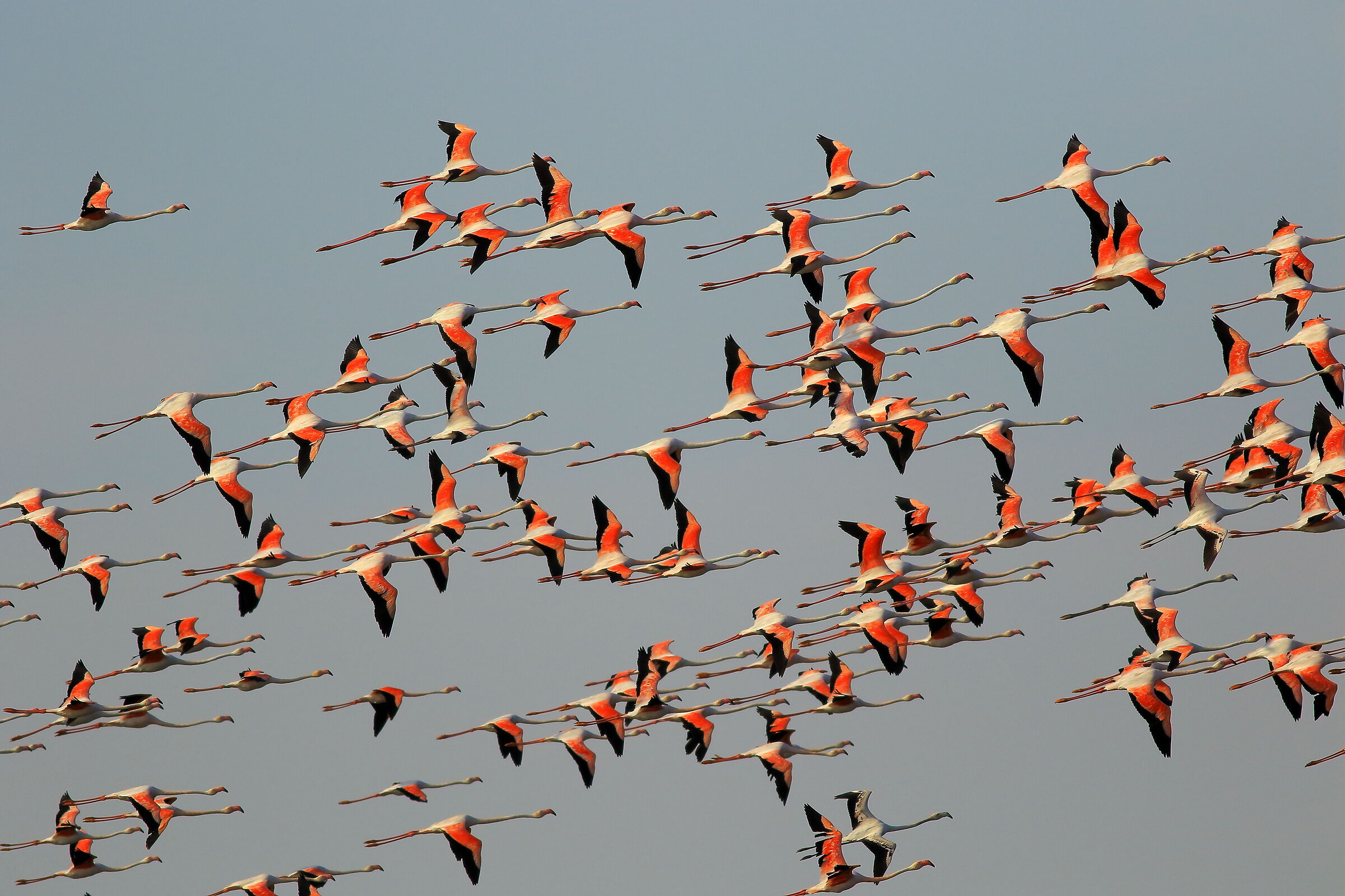 Fenicotteri spaventati da deltaplano, val Zavelea