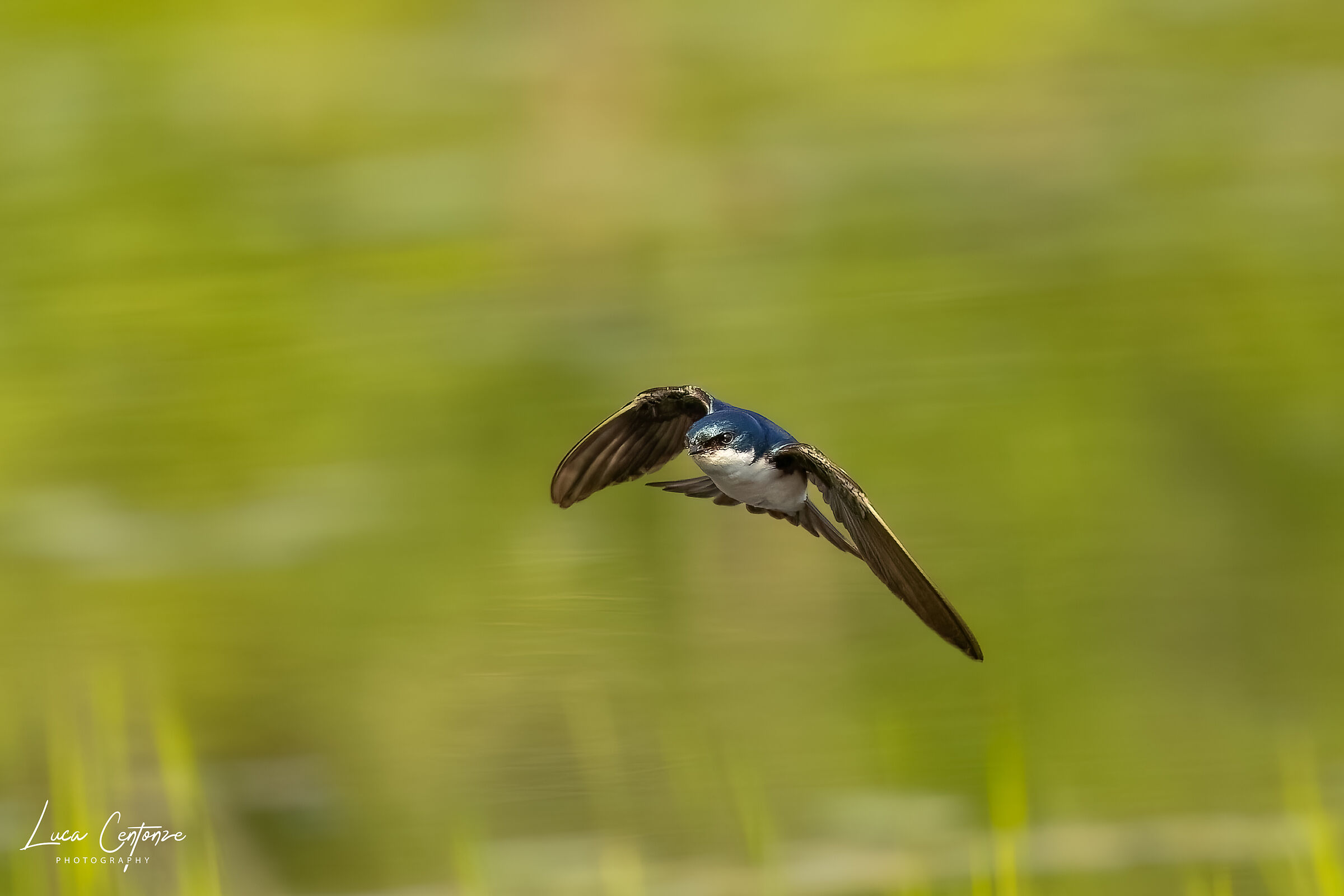 Tree Swallow (Tachycineta bicolor)