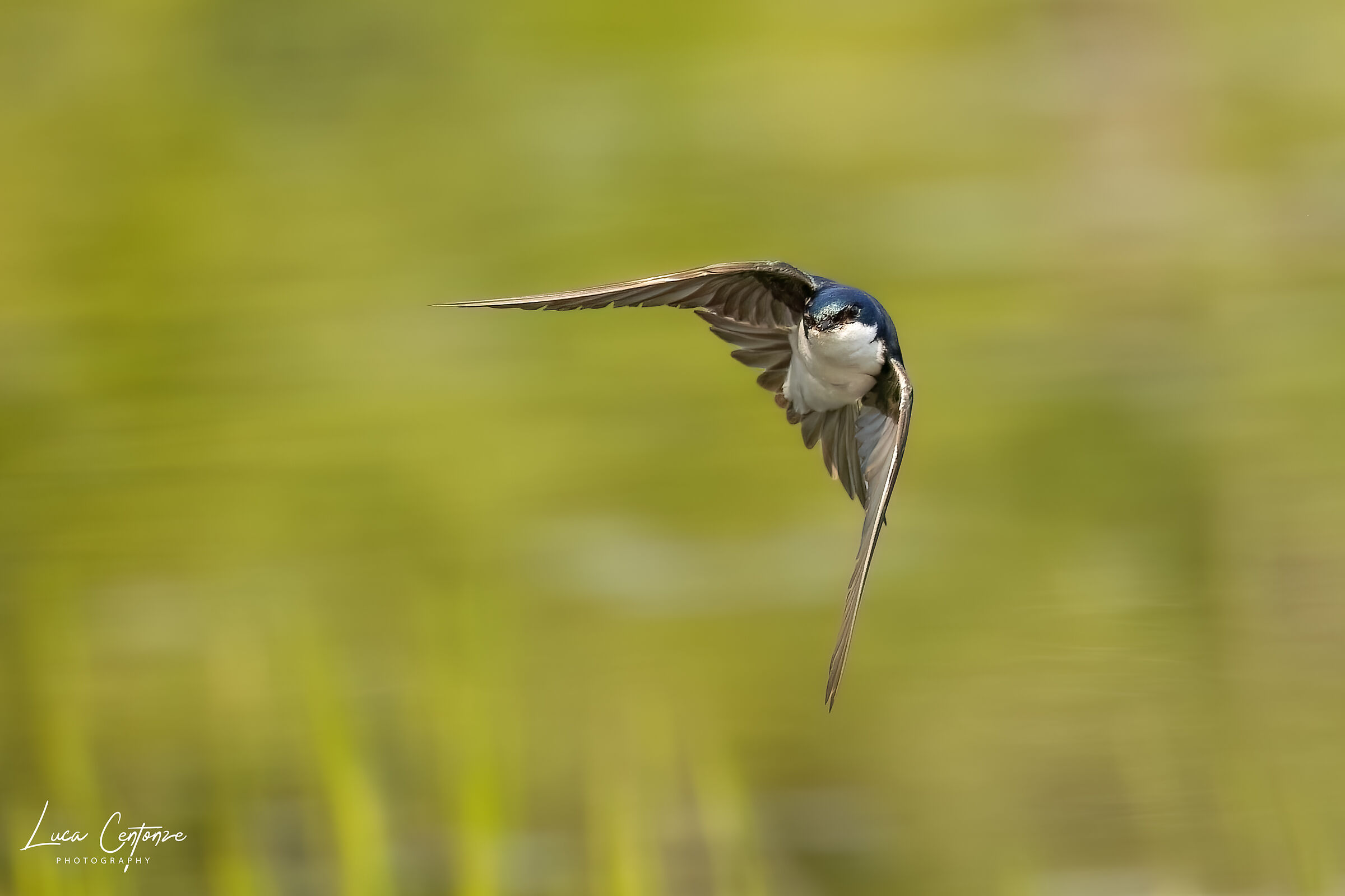 Tree Swallow (Tachycineta bicolor)