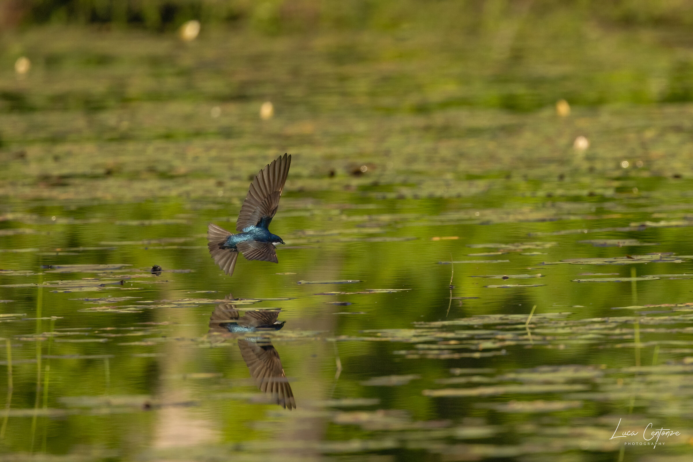 Tree Swallow (Tachycineta bicolor)