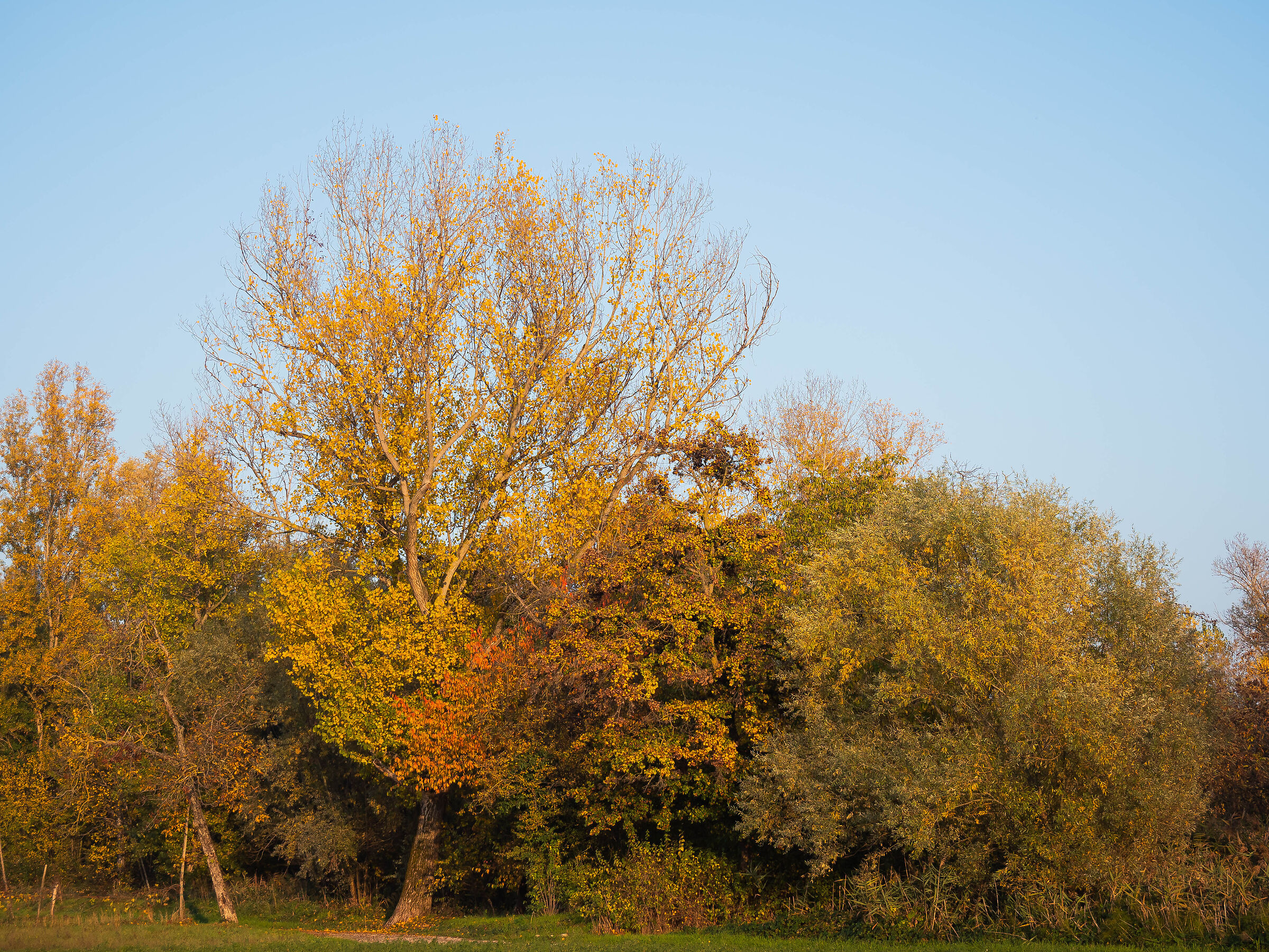 Autumn
