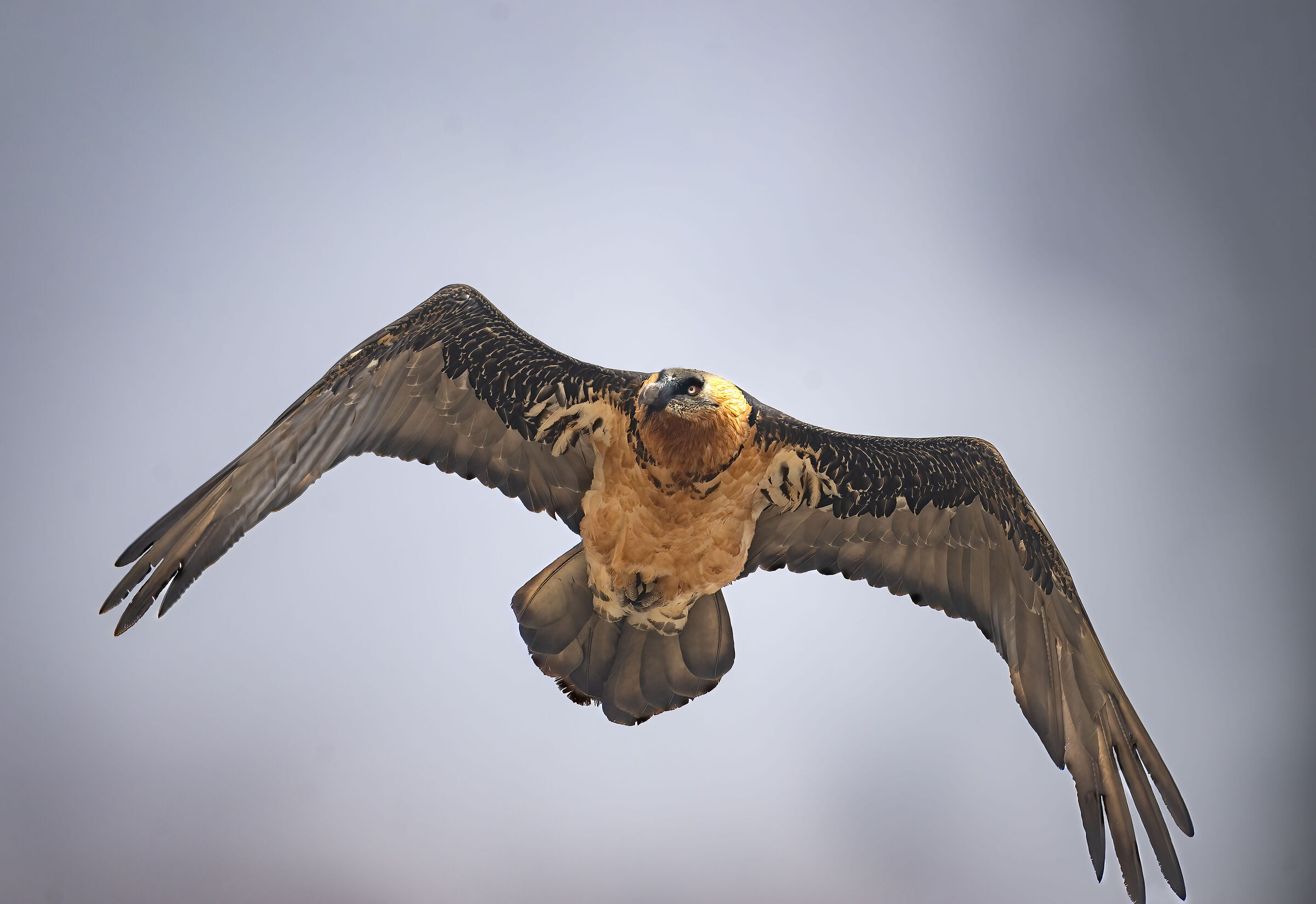 Bearded vulture