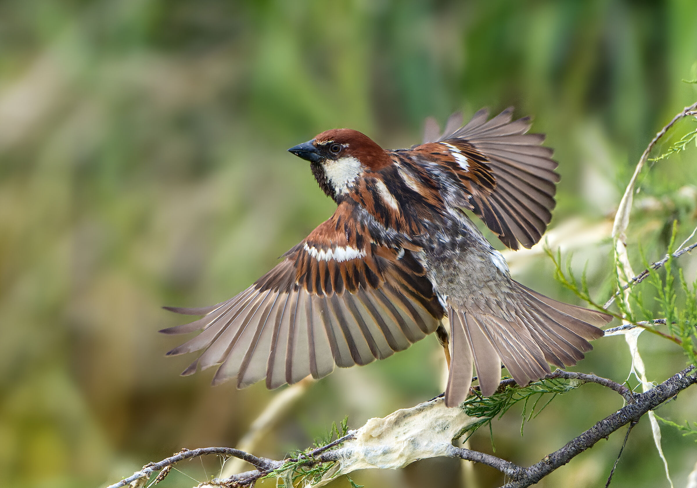 Lo stacco della Passera sarda