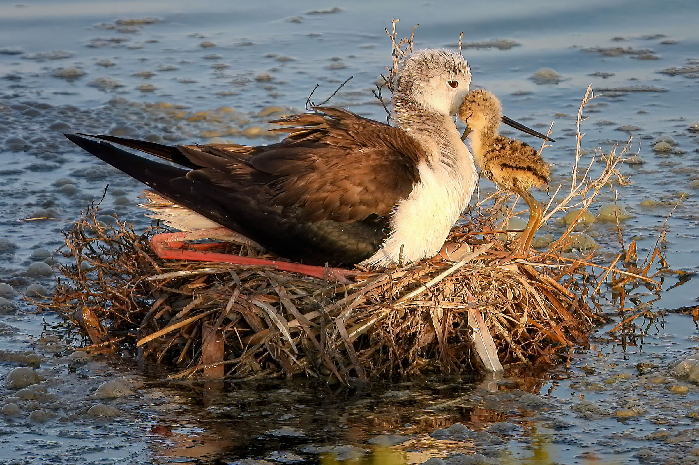 Tenderness at sunset Knights of Italy