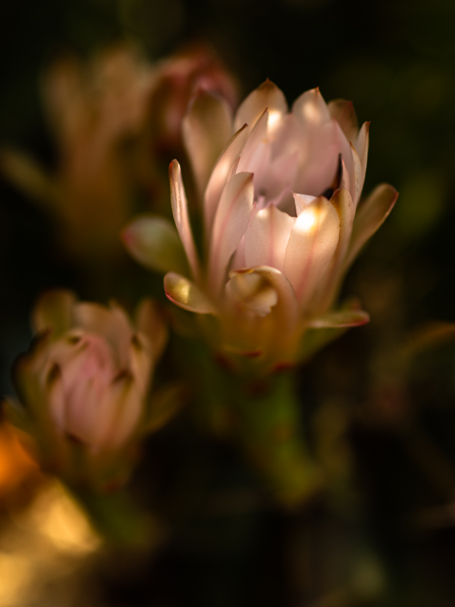 In giardino
