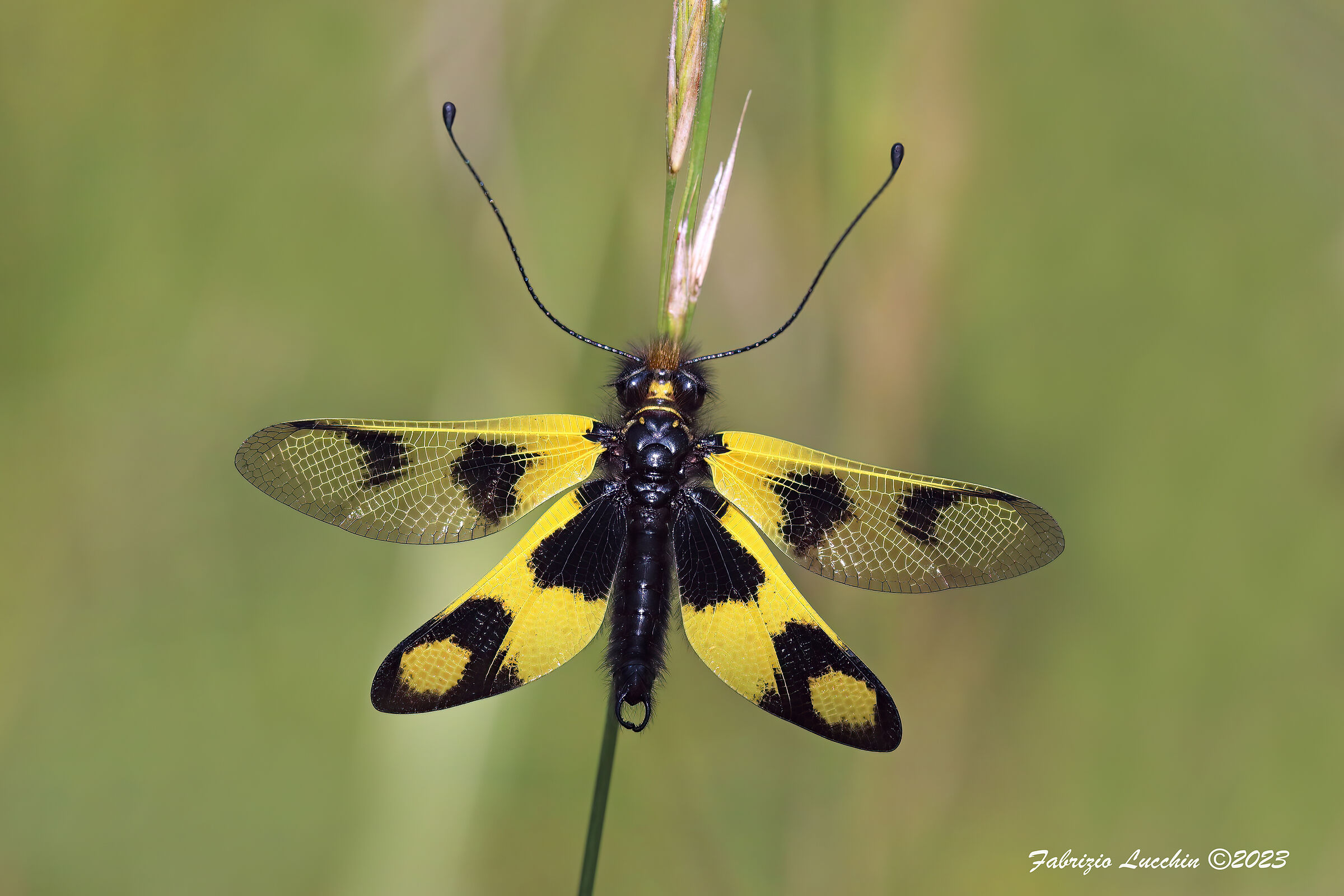 Libelloides macaronius (esemplare maschio)