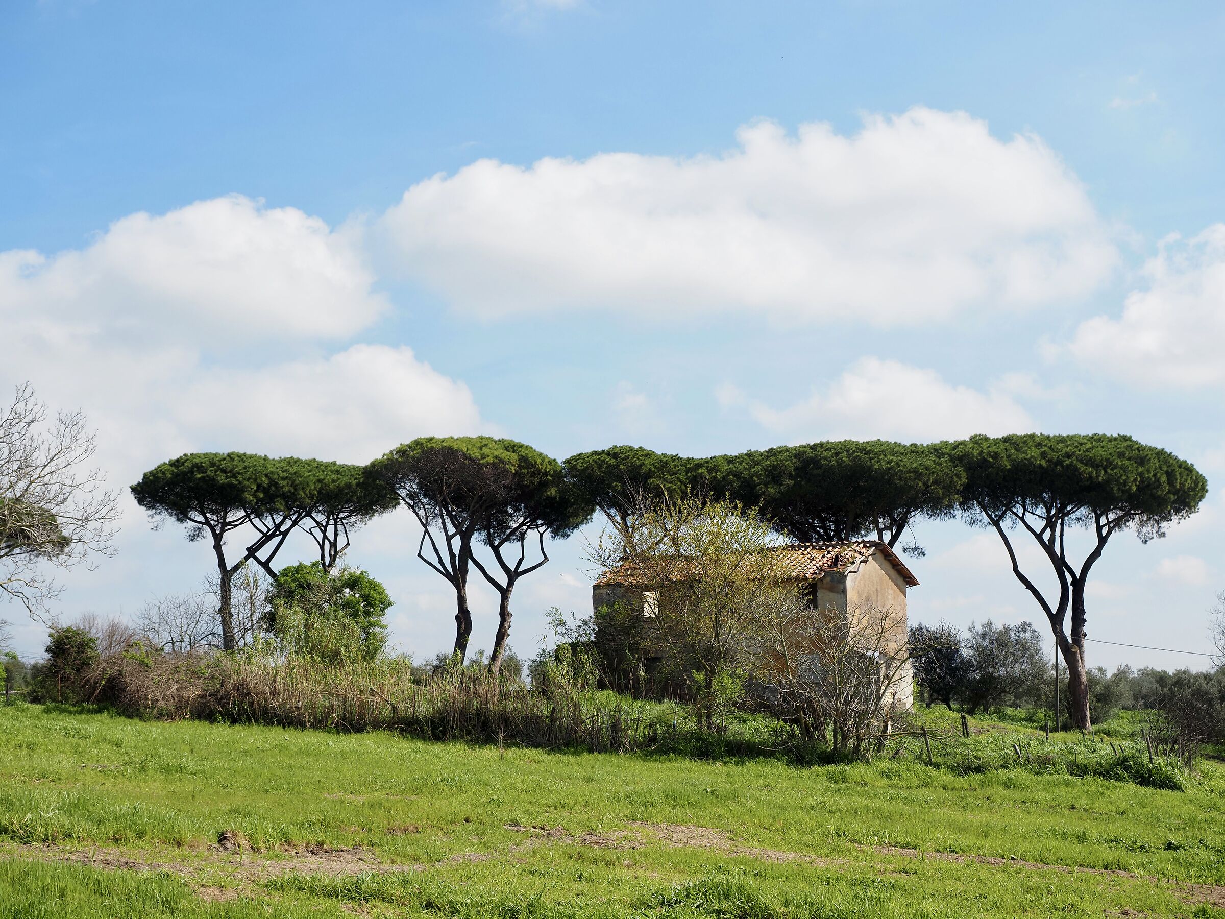 Maccarese e dintorni