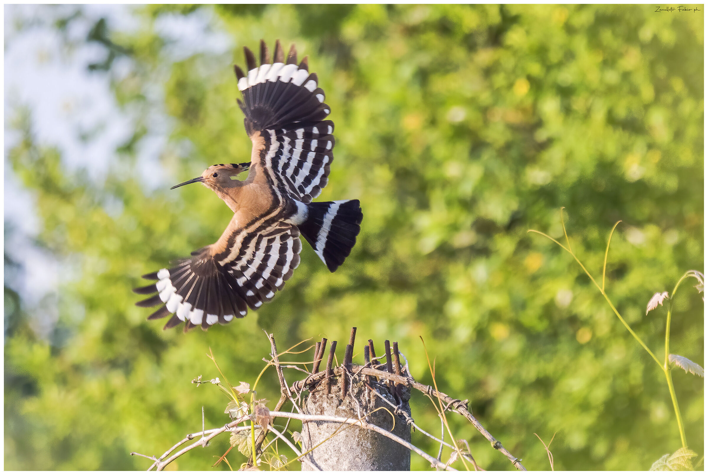 Hoopoe 1