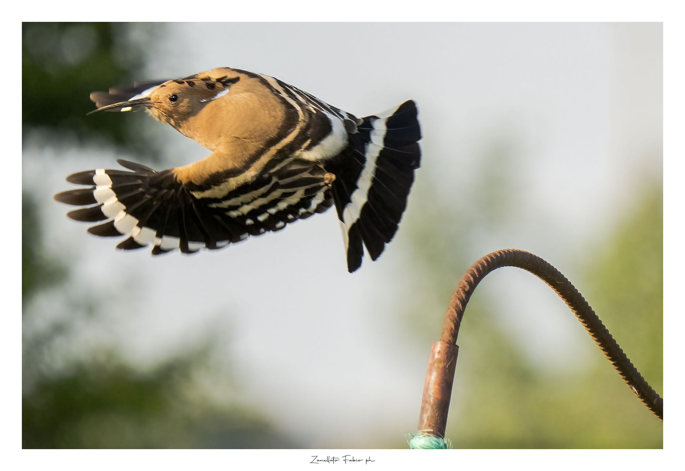 Hoopoe 2