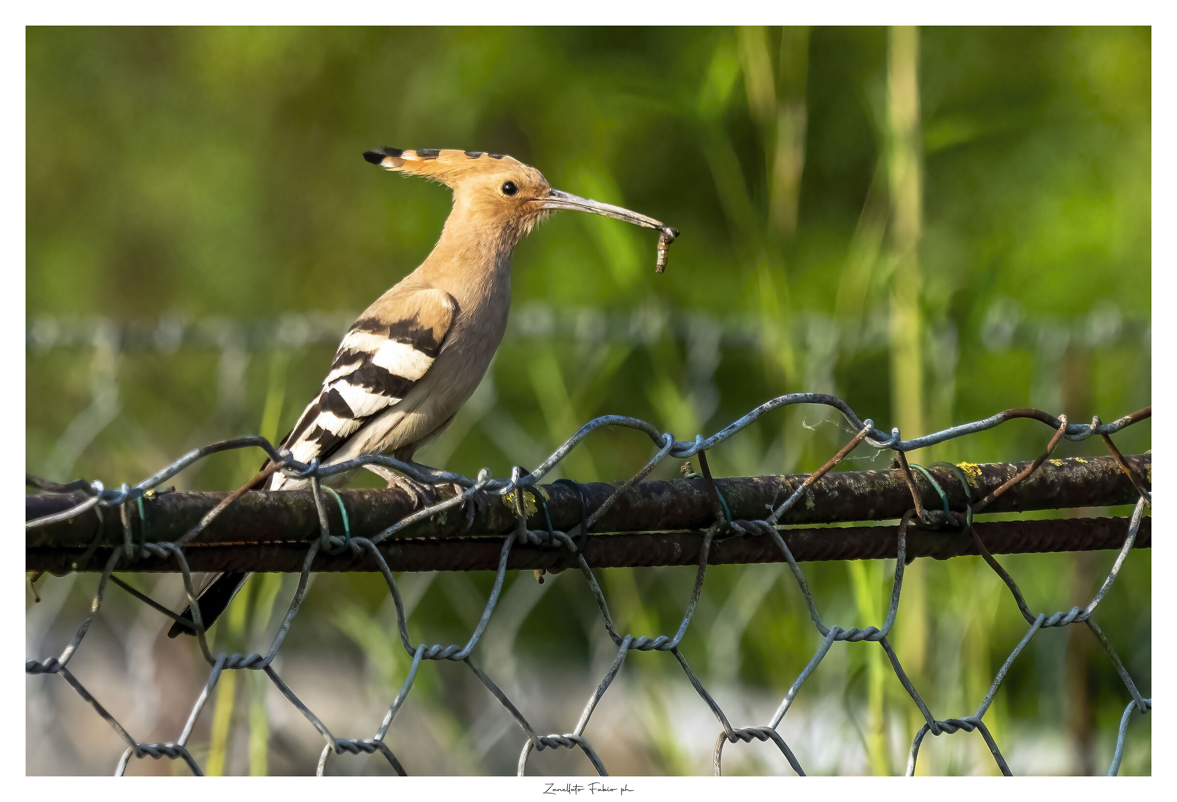 Hoopoe 3