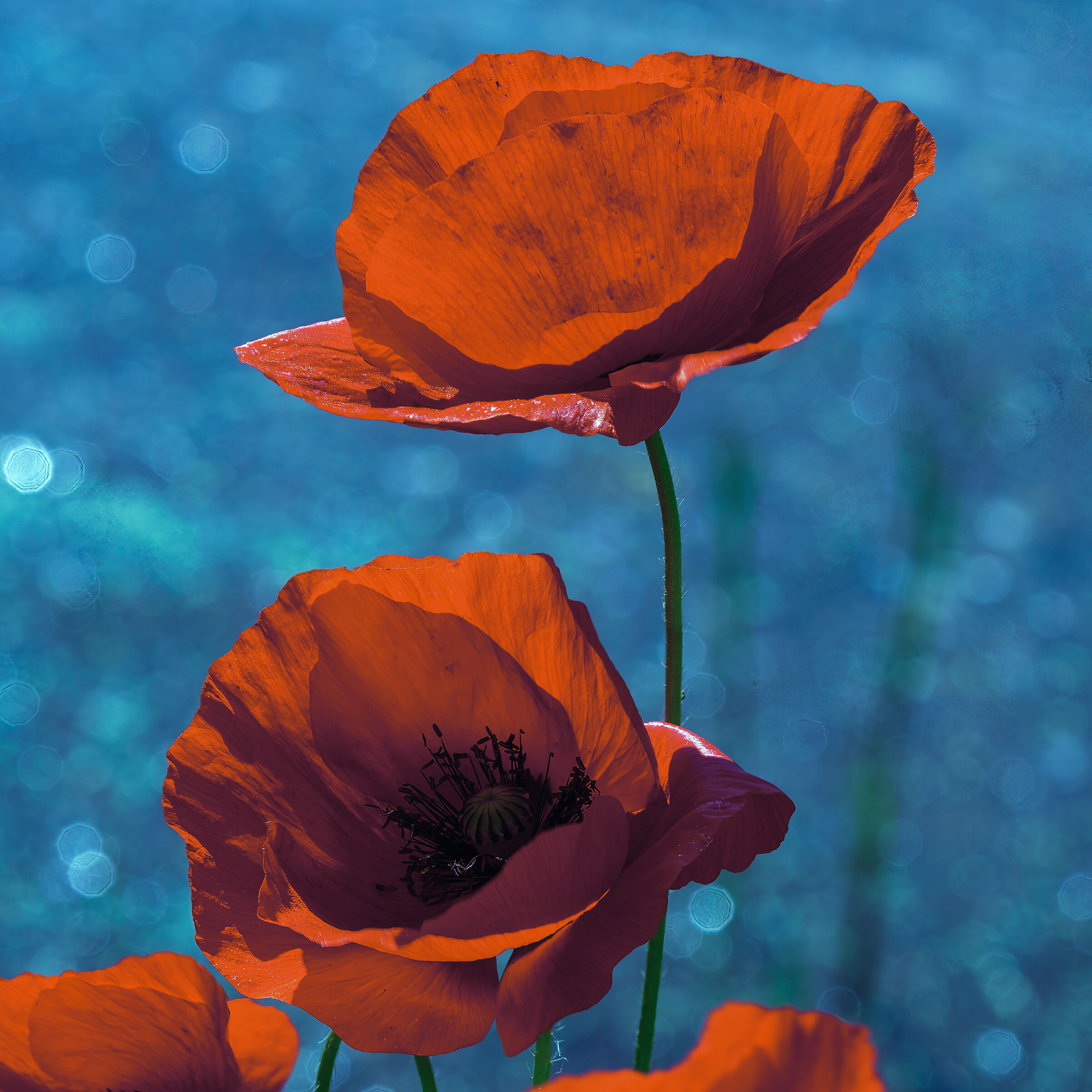 Poppy is also a flower