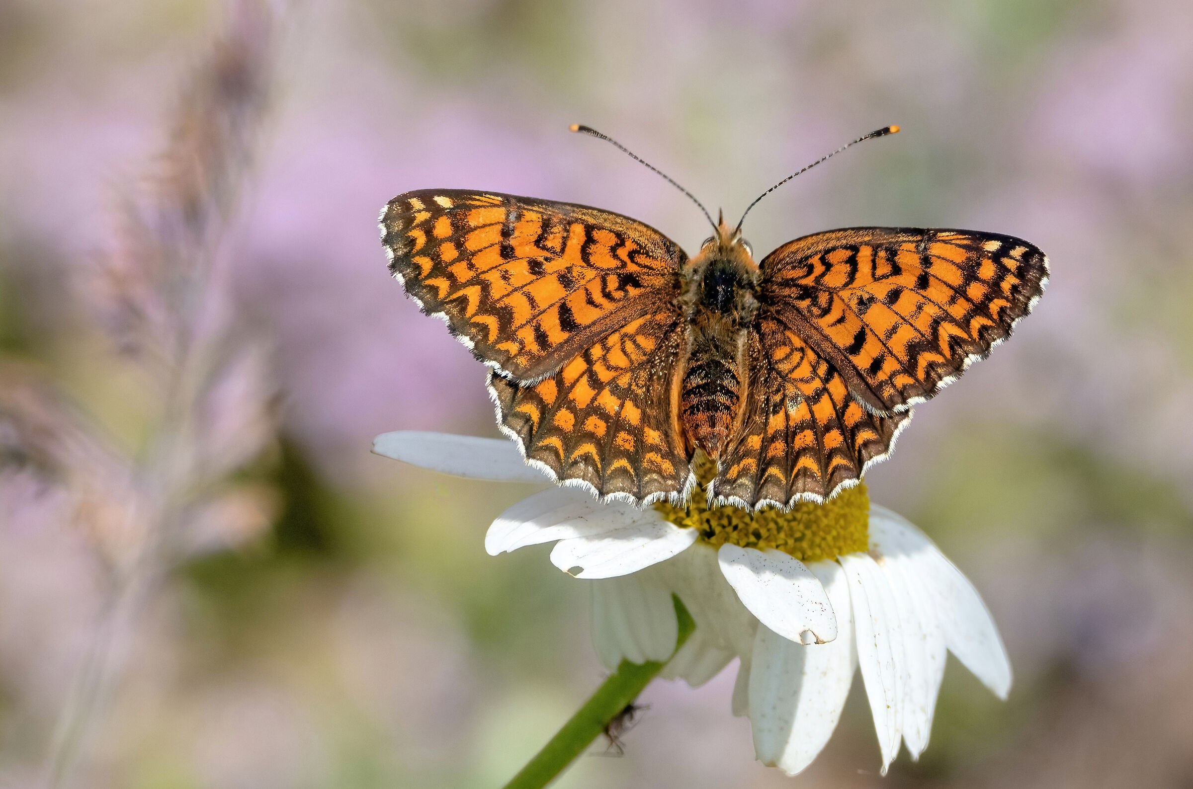 Melitaea phoebe