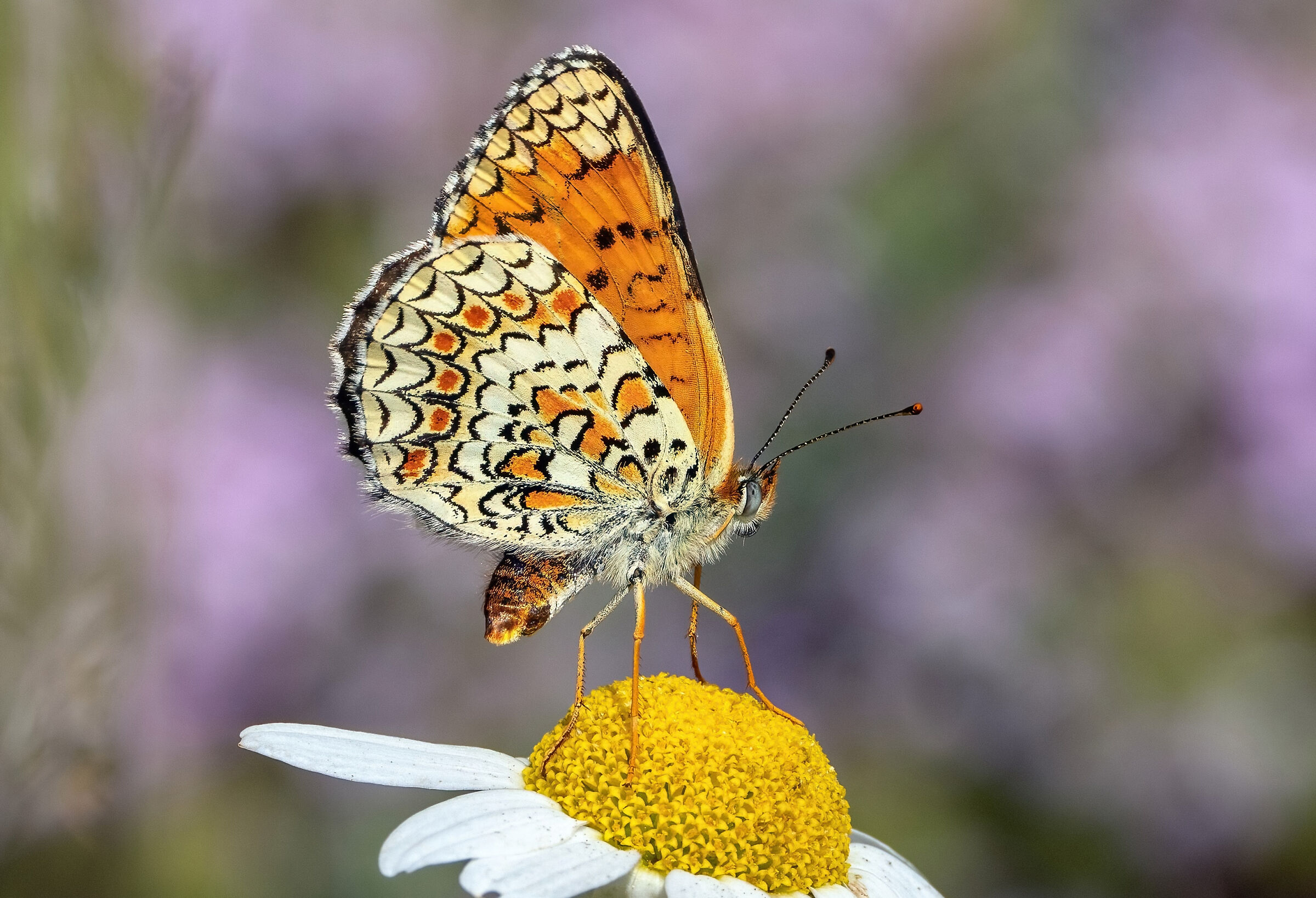 Melitaea phoebe