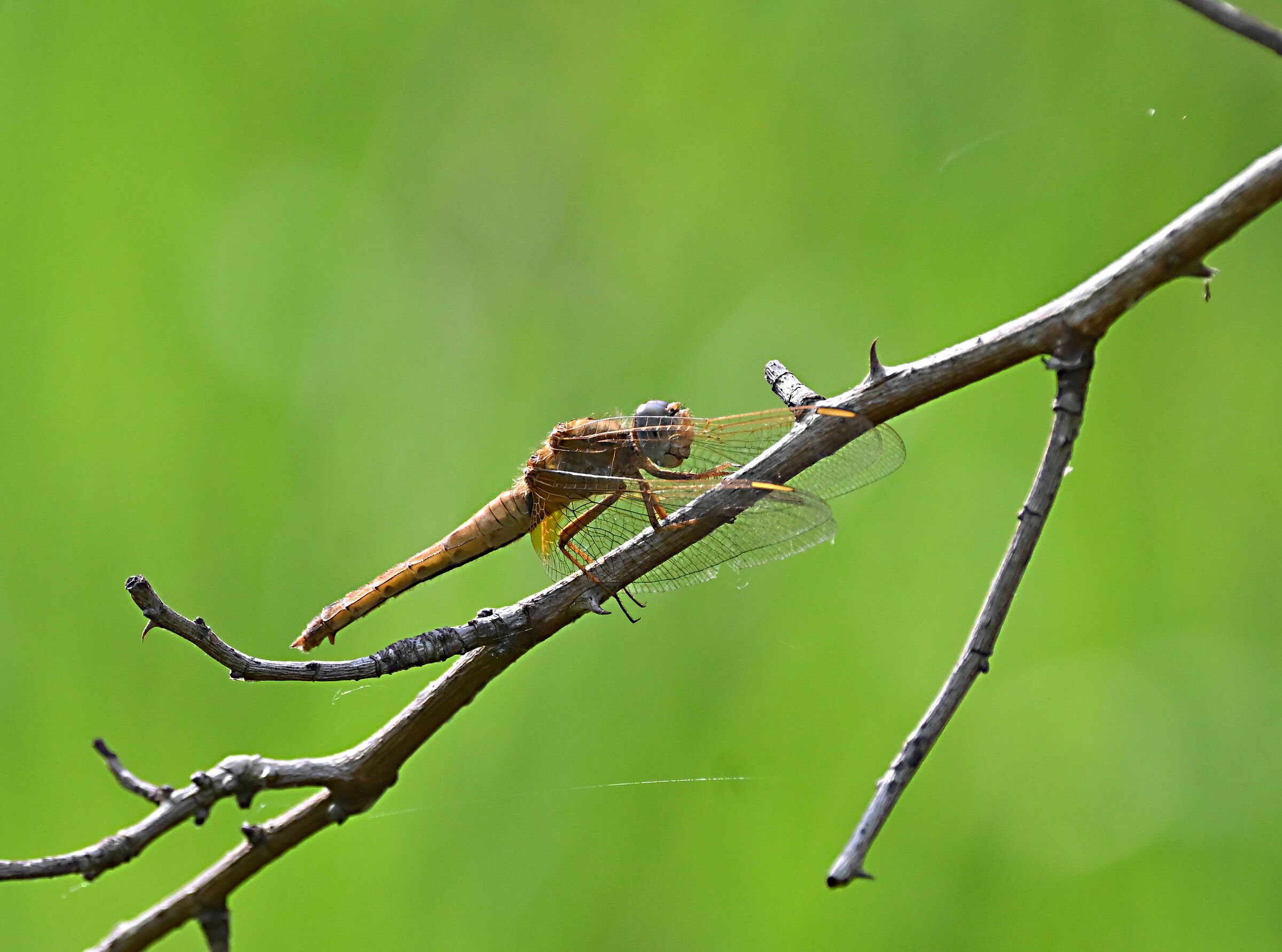 Libellula