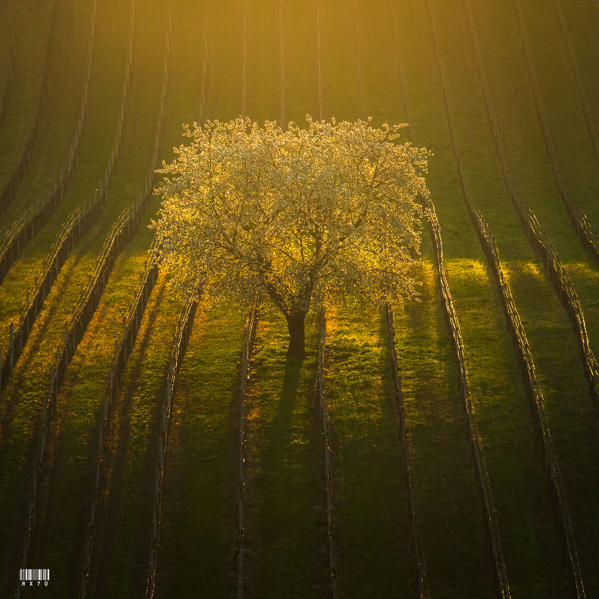 Moravia