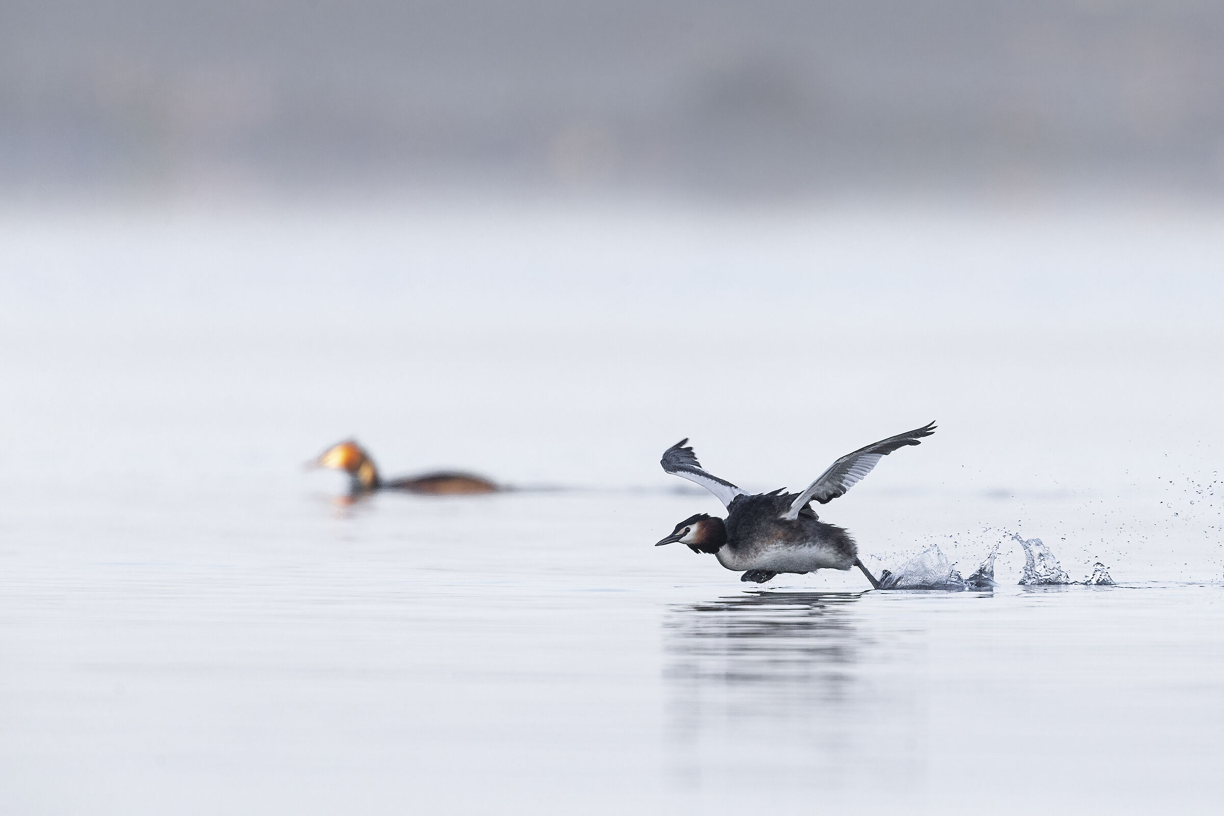 Grebe