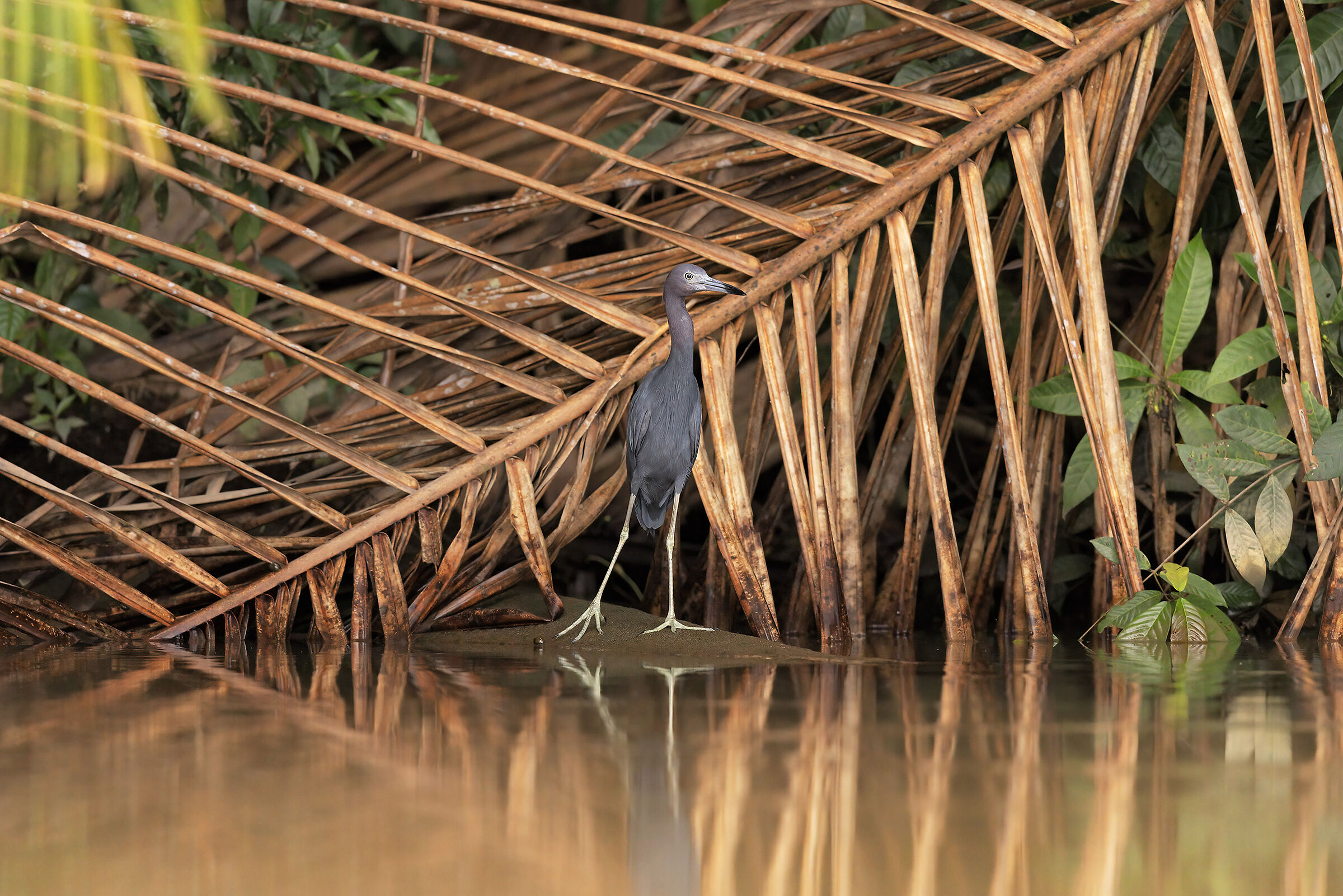 Going up the Rio Parismina