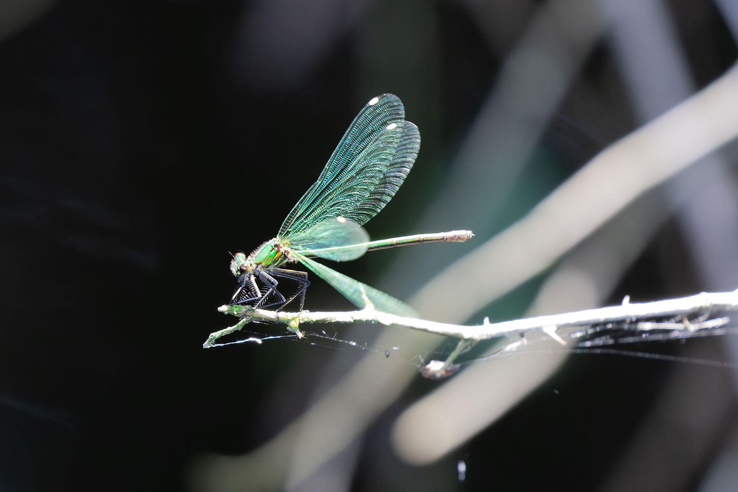 Dragonfly