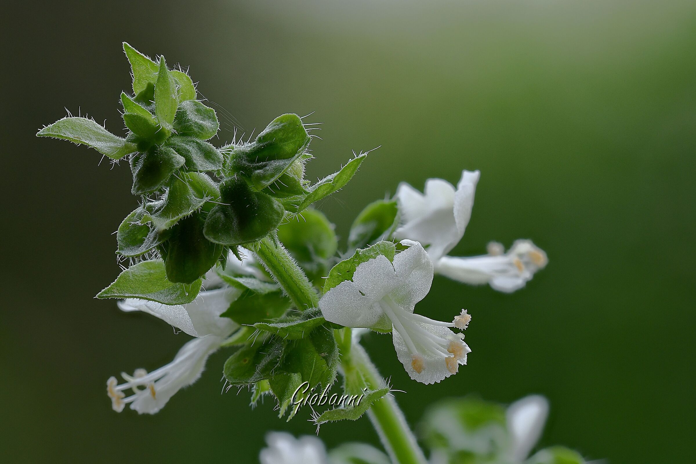 Fior di basilico