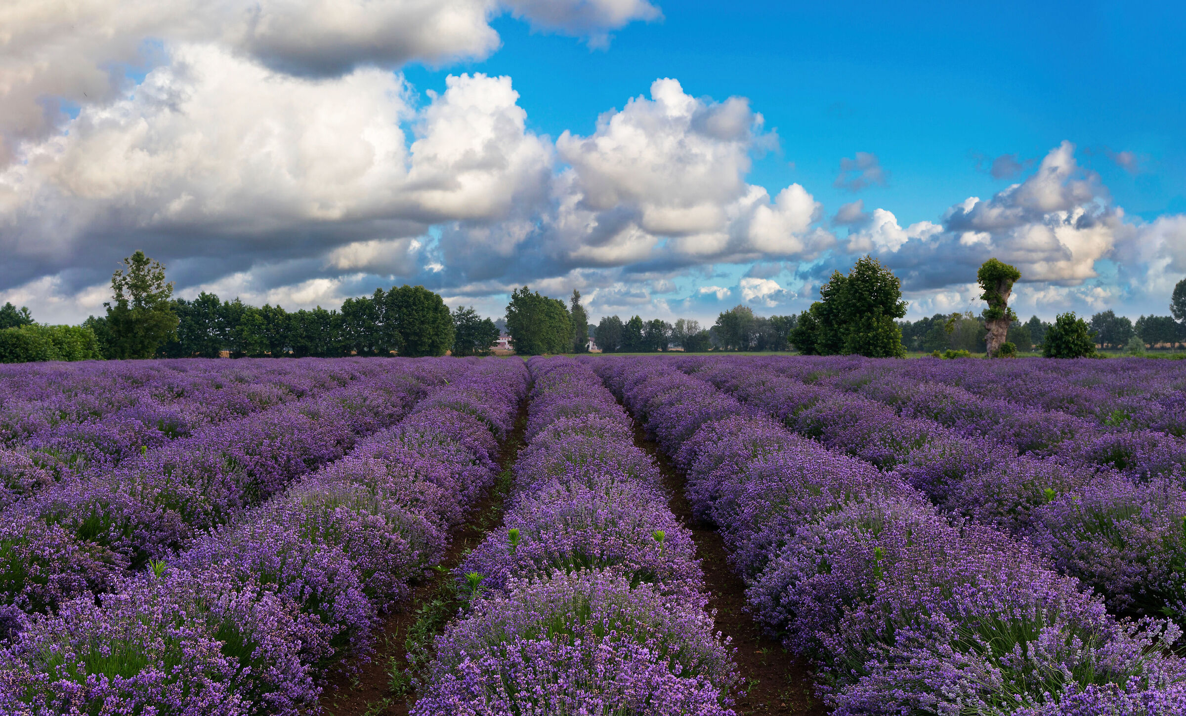 Provence... Oh no... Vicenza