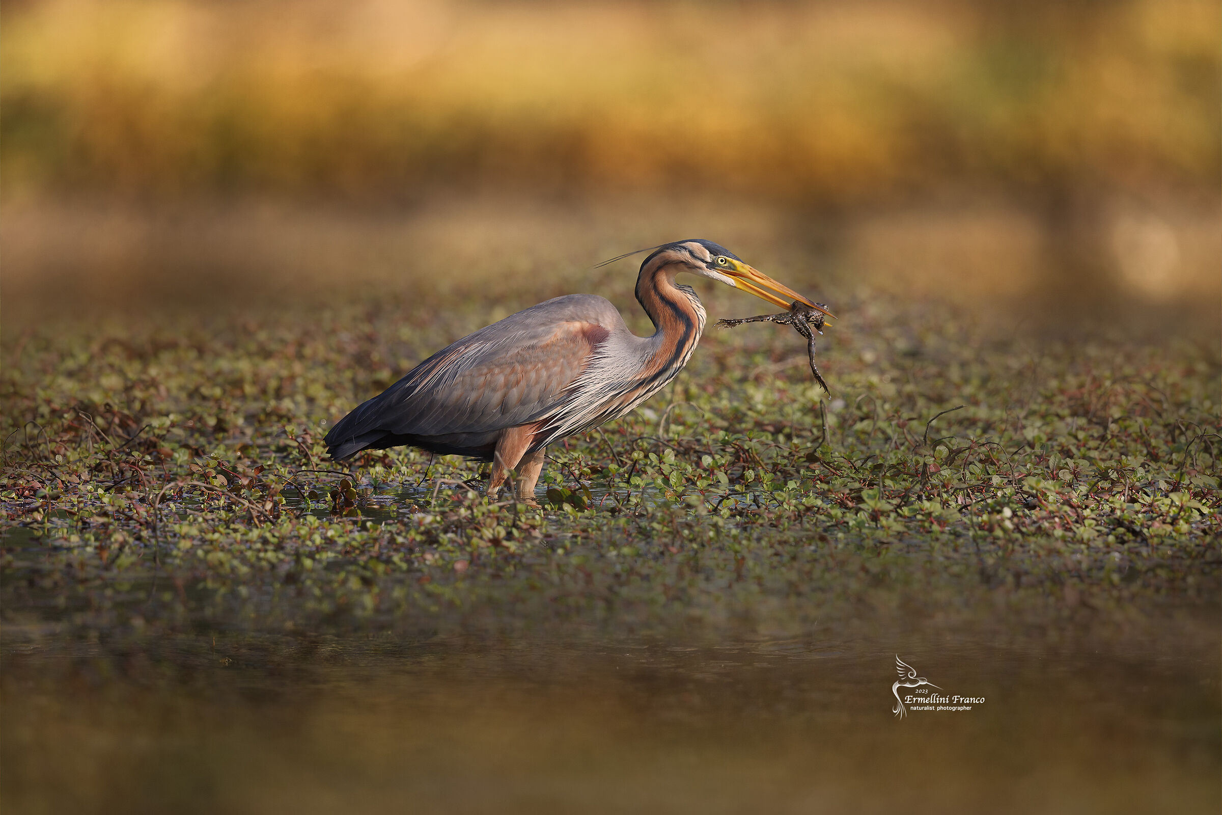 Purple heron