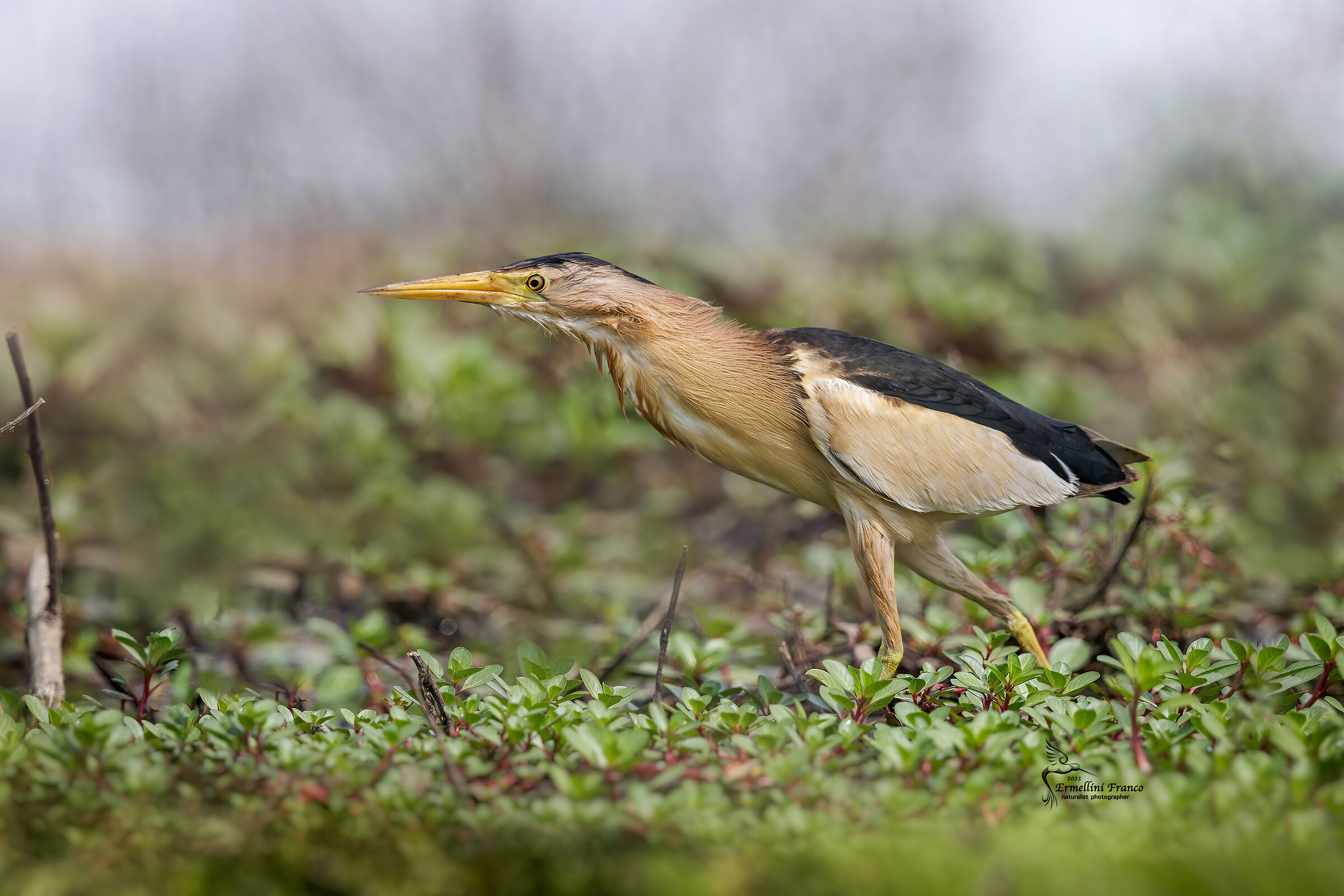 Little bittern