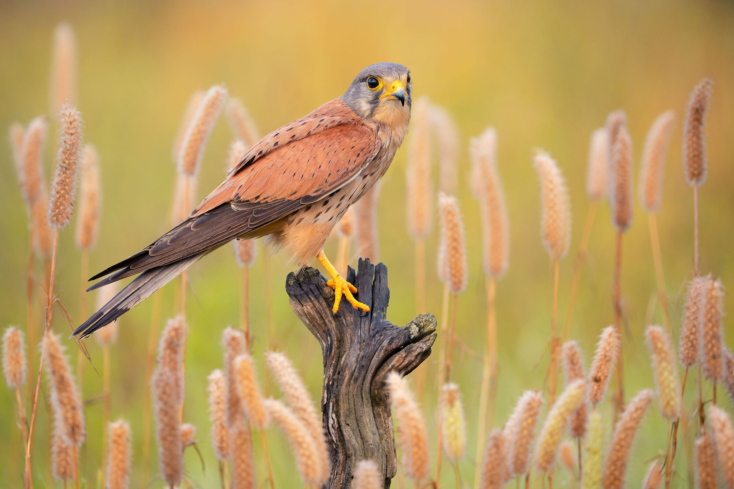 kestrel