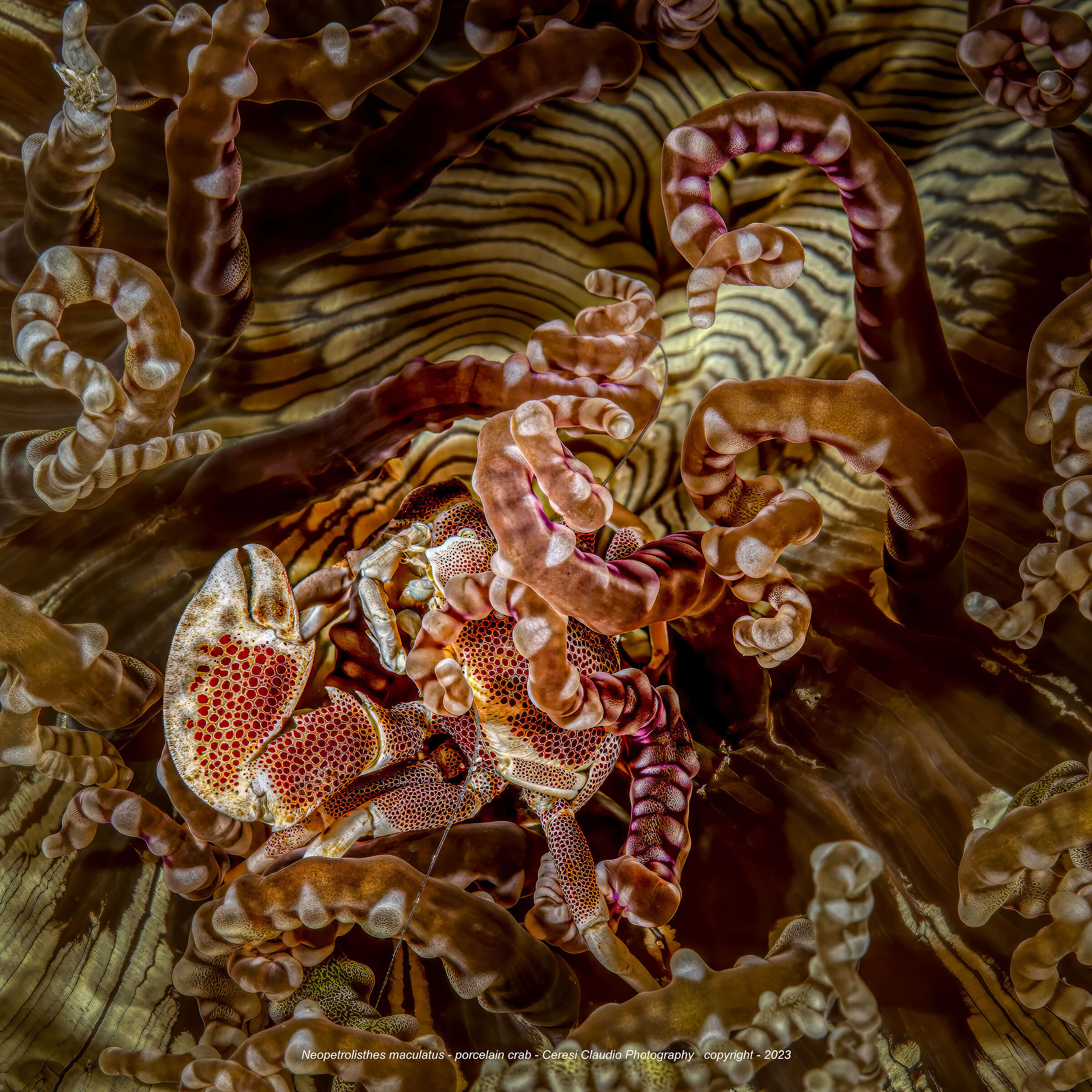 Neopetrolisthes maculatus ., porcelain crab