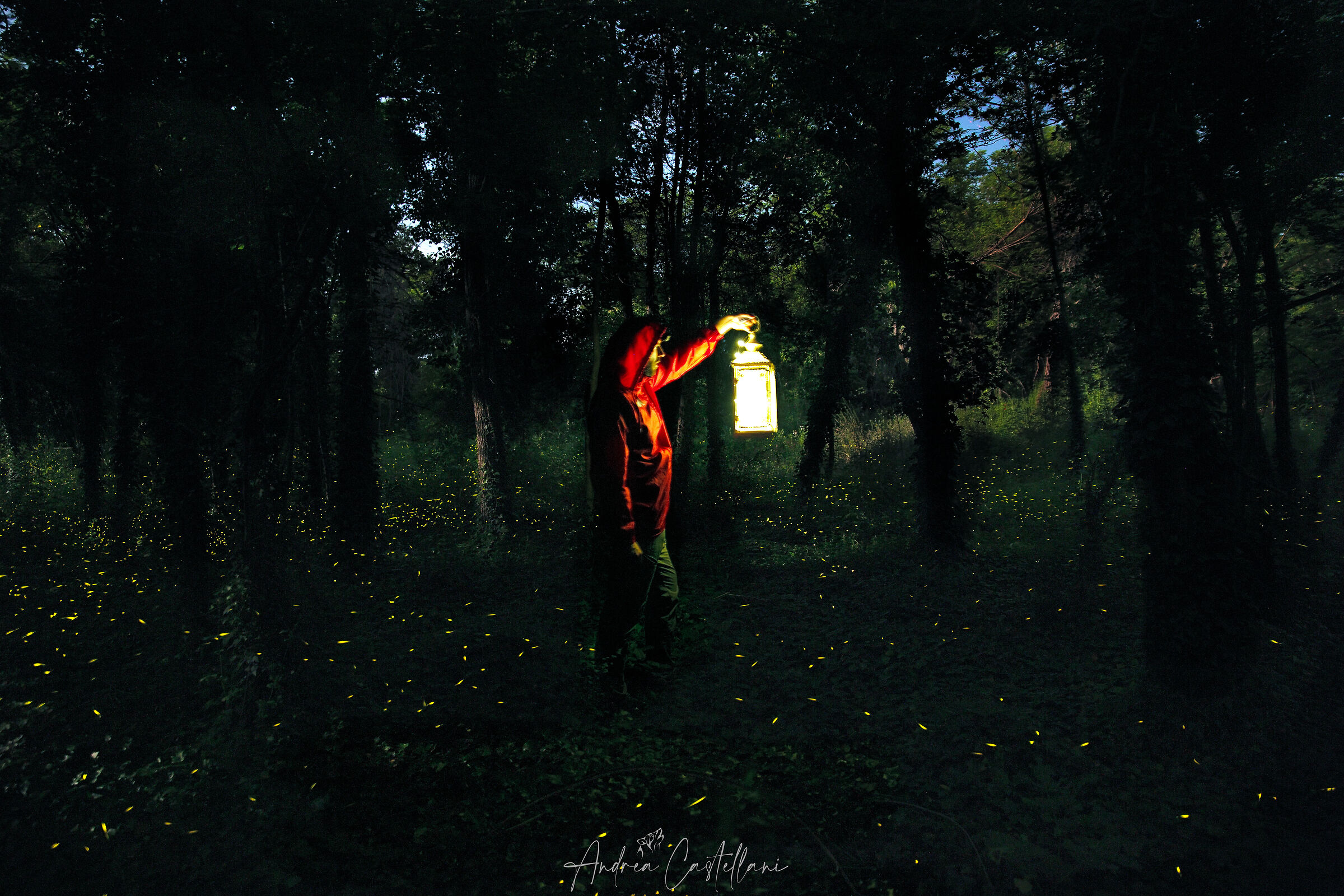 Cacciatore di Lucciole