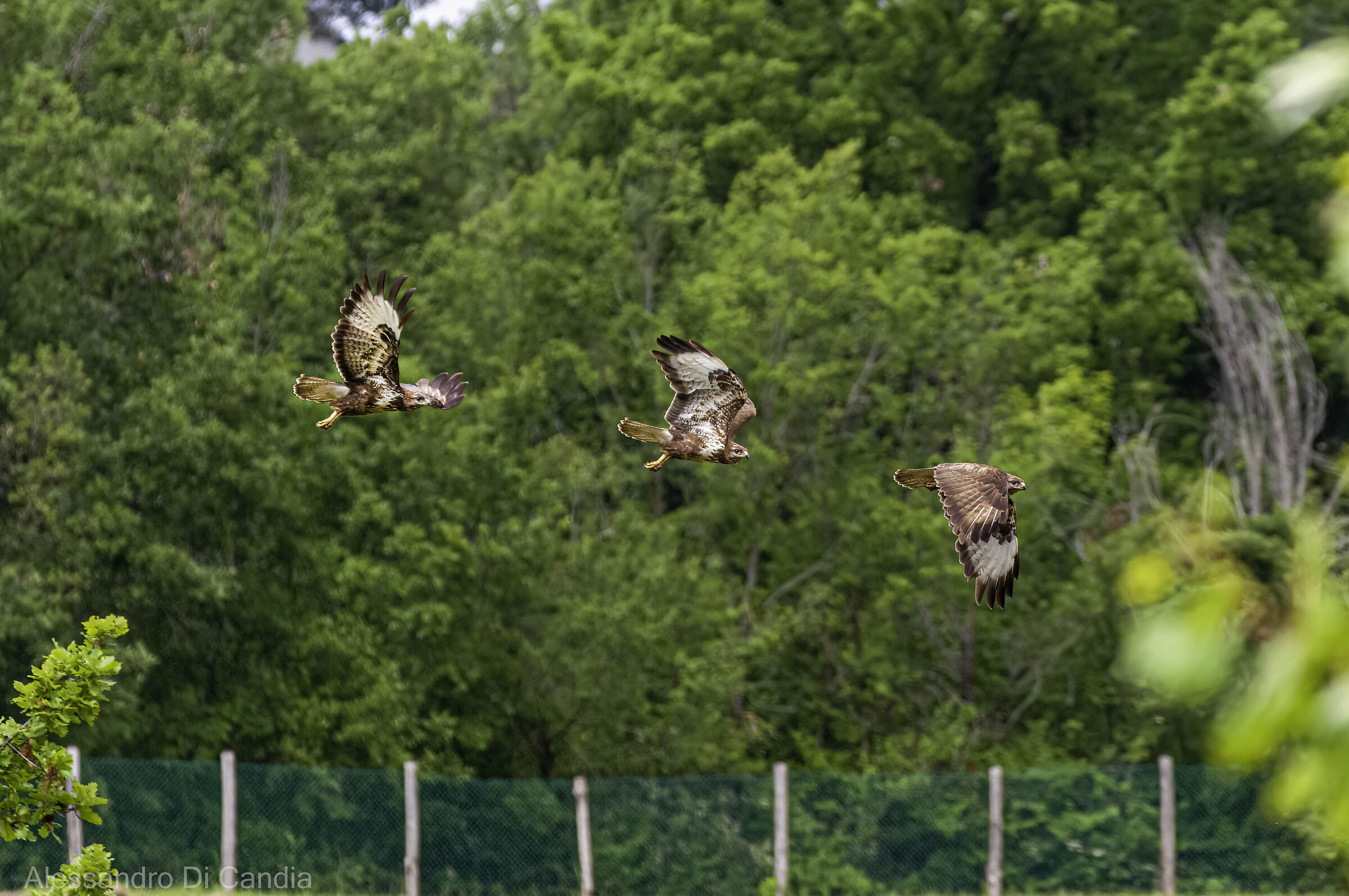 Dalla pianta al bosco