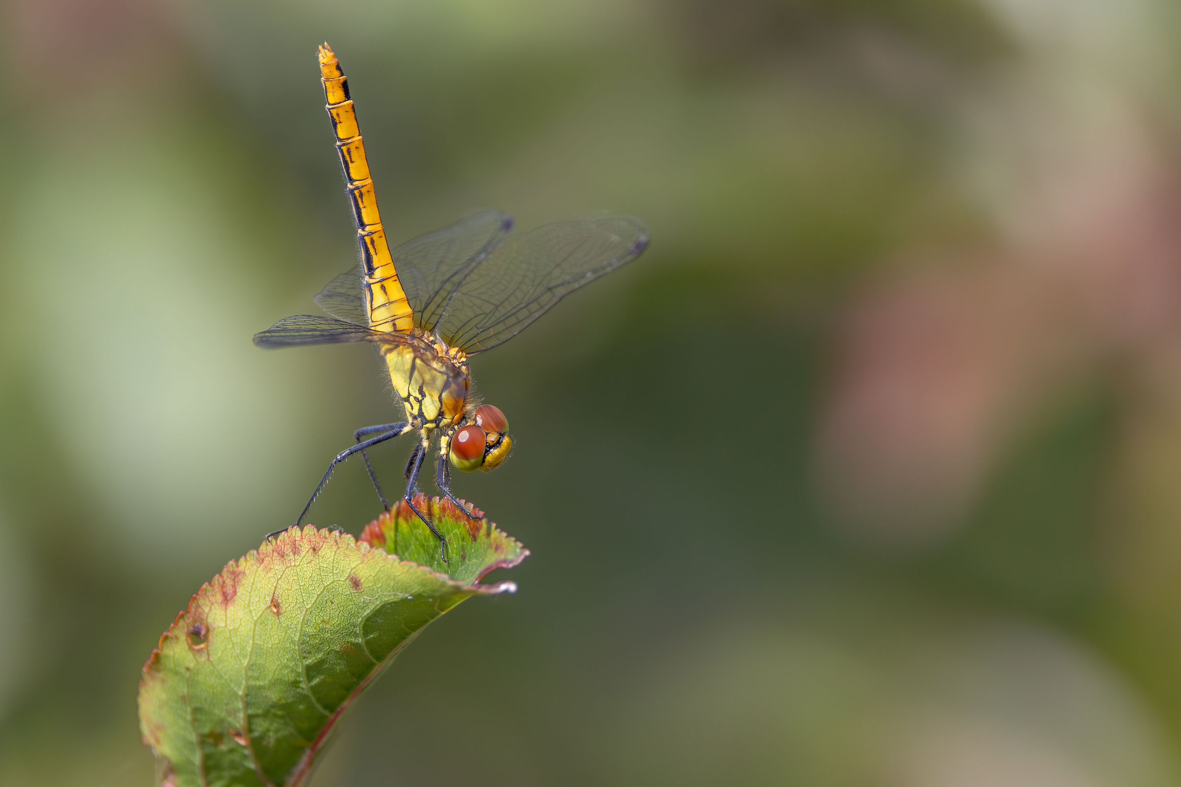 Sympetrum sanguineum
