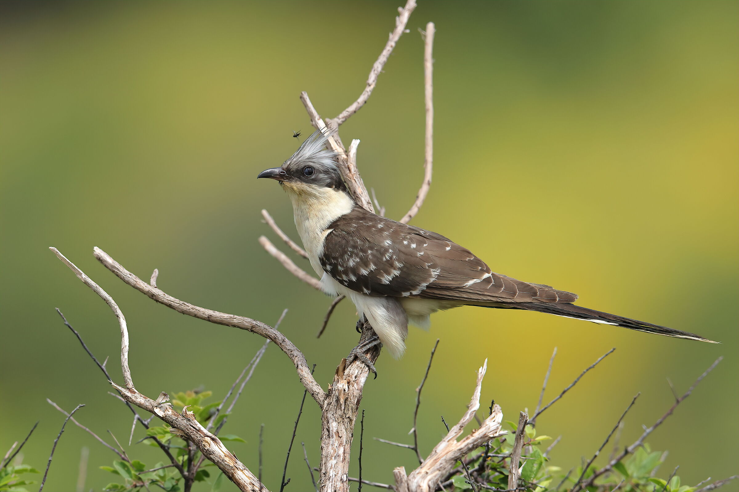 Tufted cuckoo
