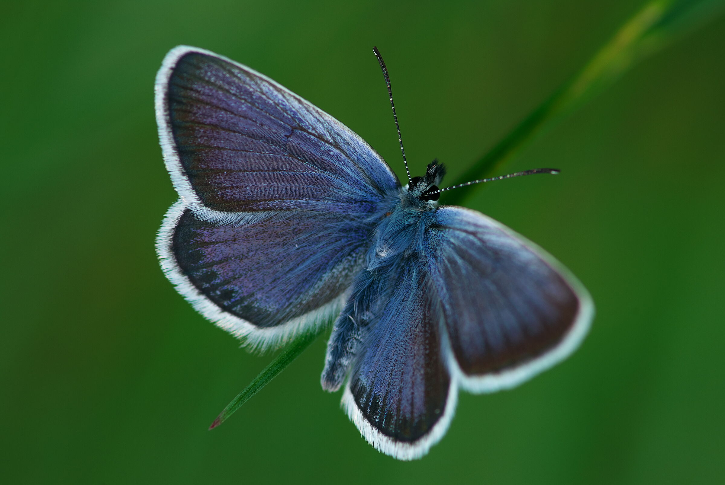 Polyommatus icarus