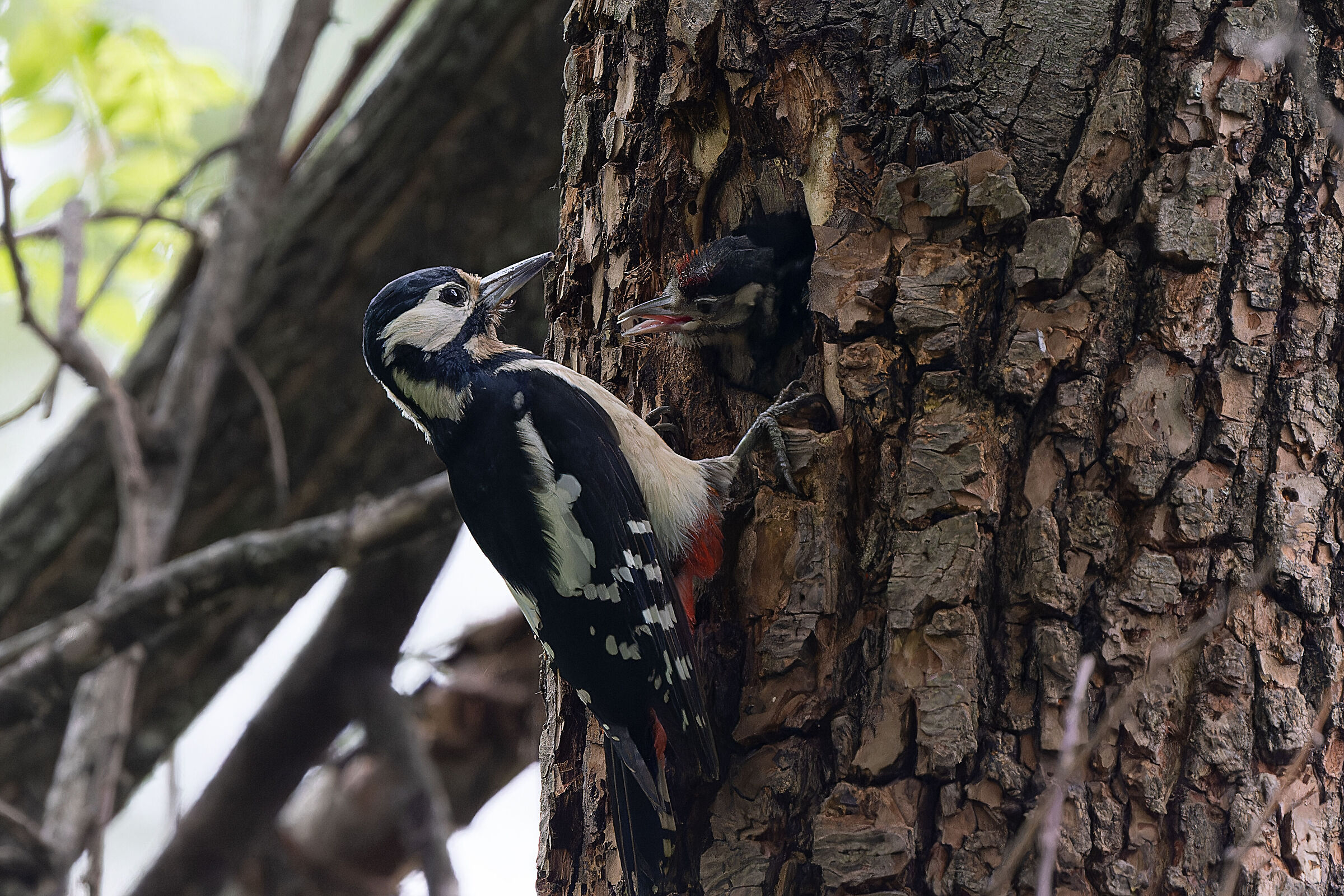 Woodpecker