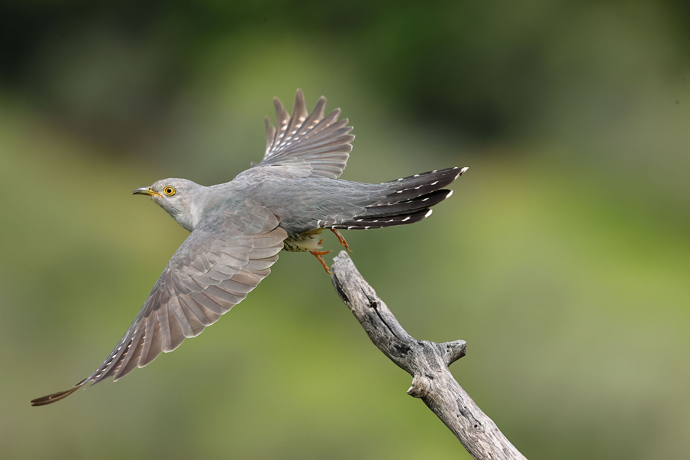 Cuckoo
