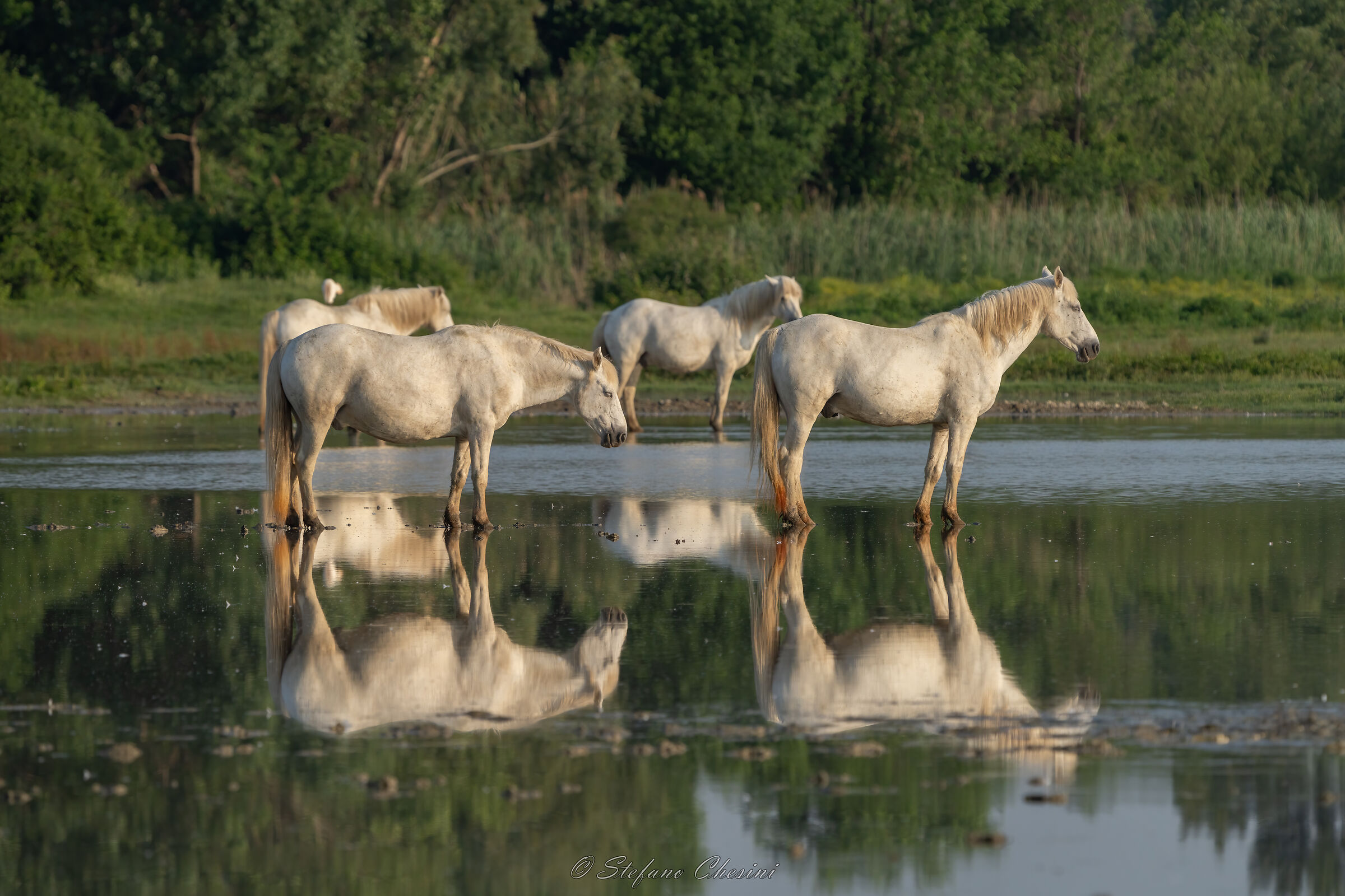 Cavalli camargue all'Isola della Cona