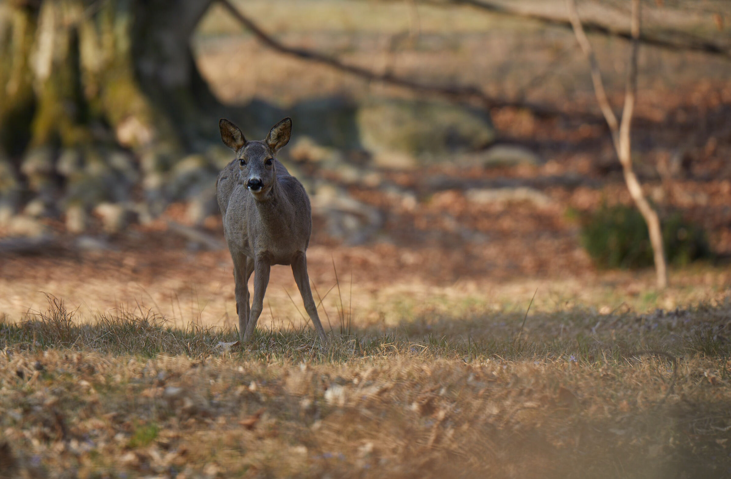 Roe deer