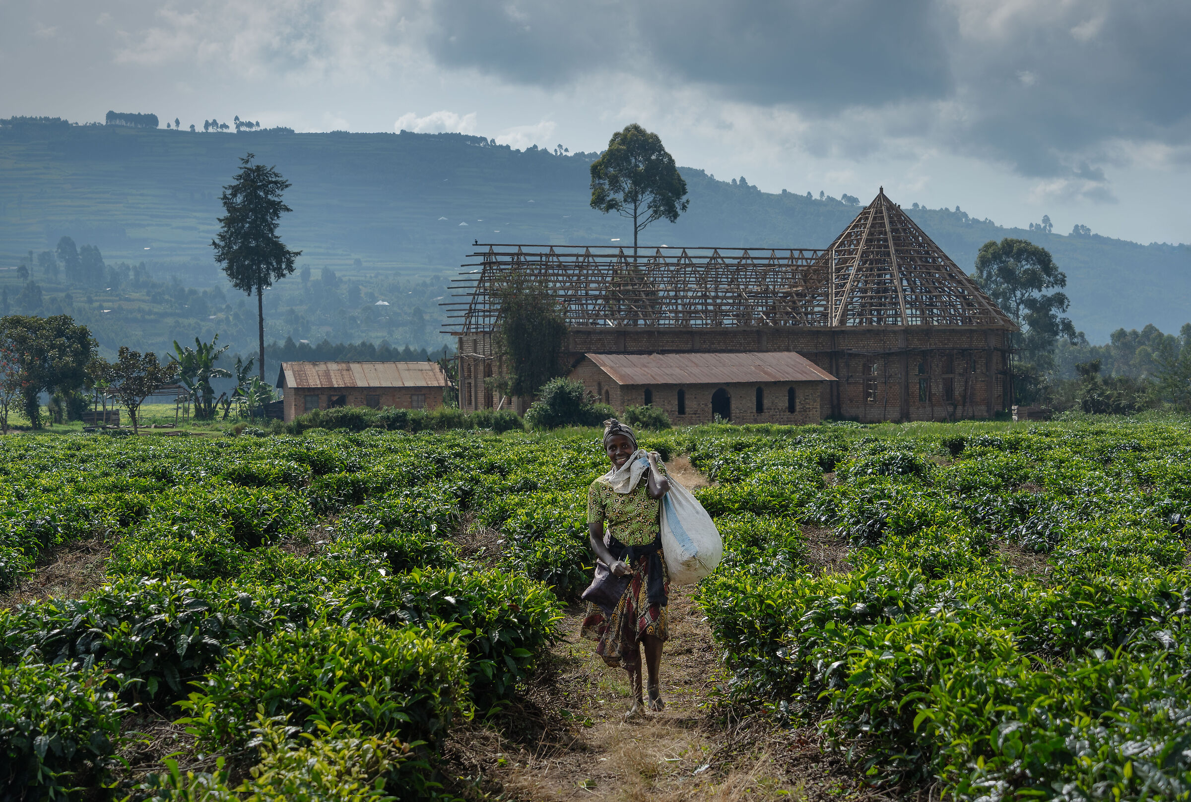 Tea plantation