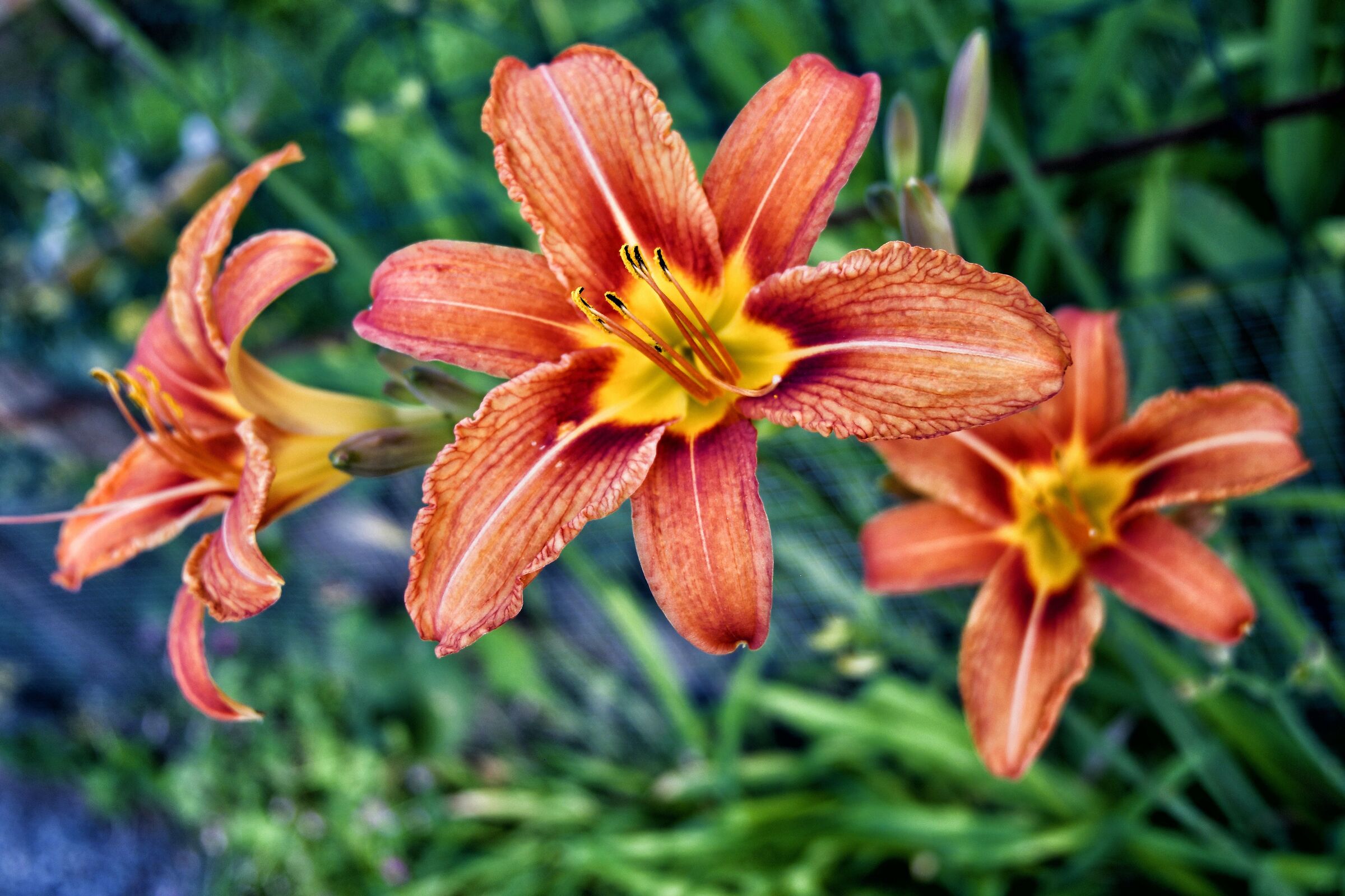 Warm colors
