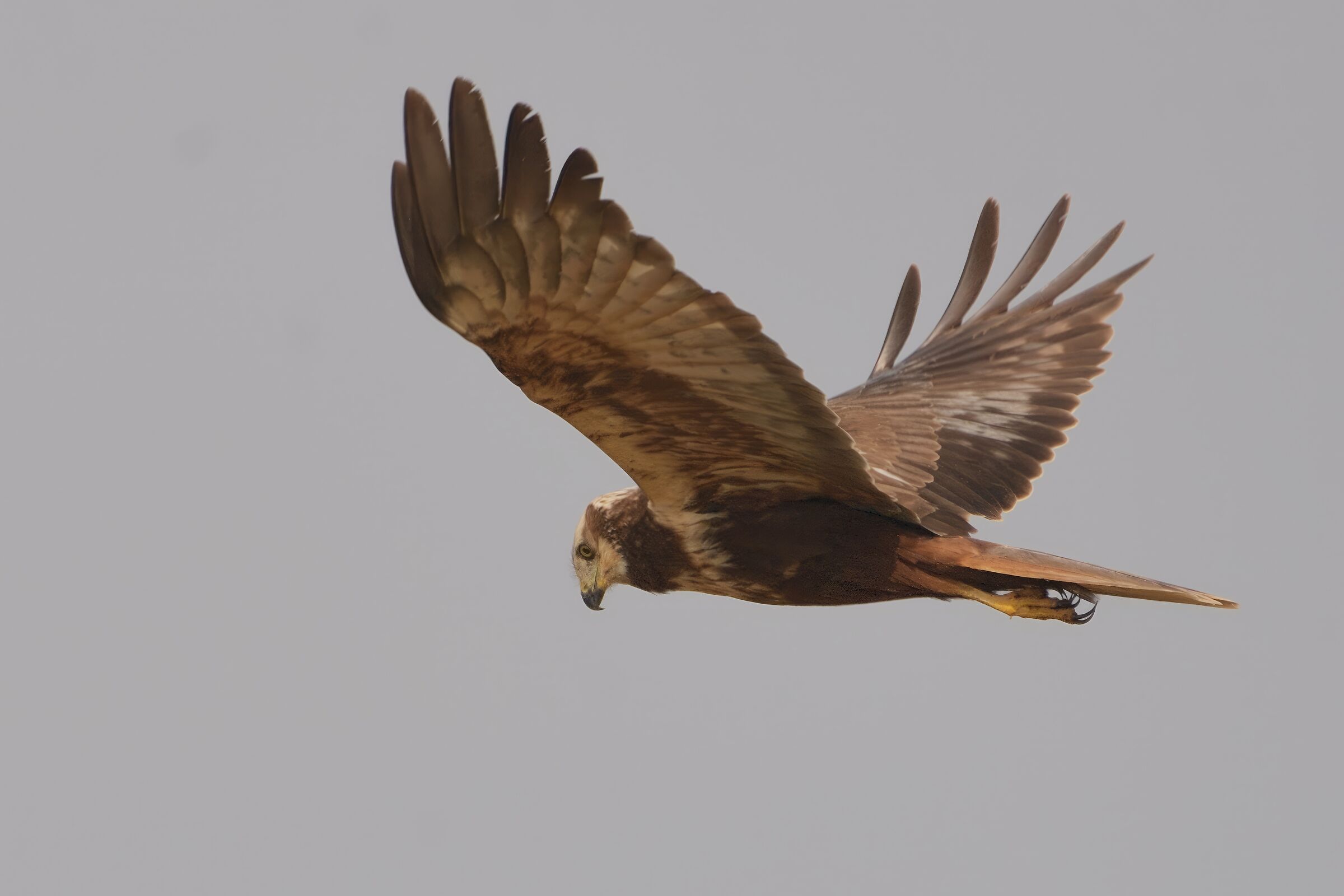 marsh harrier