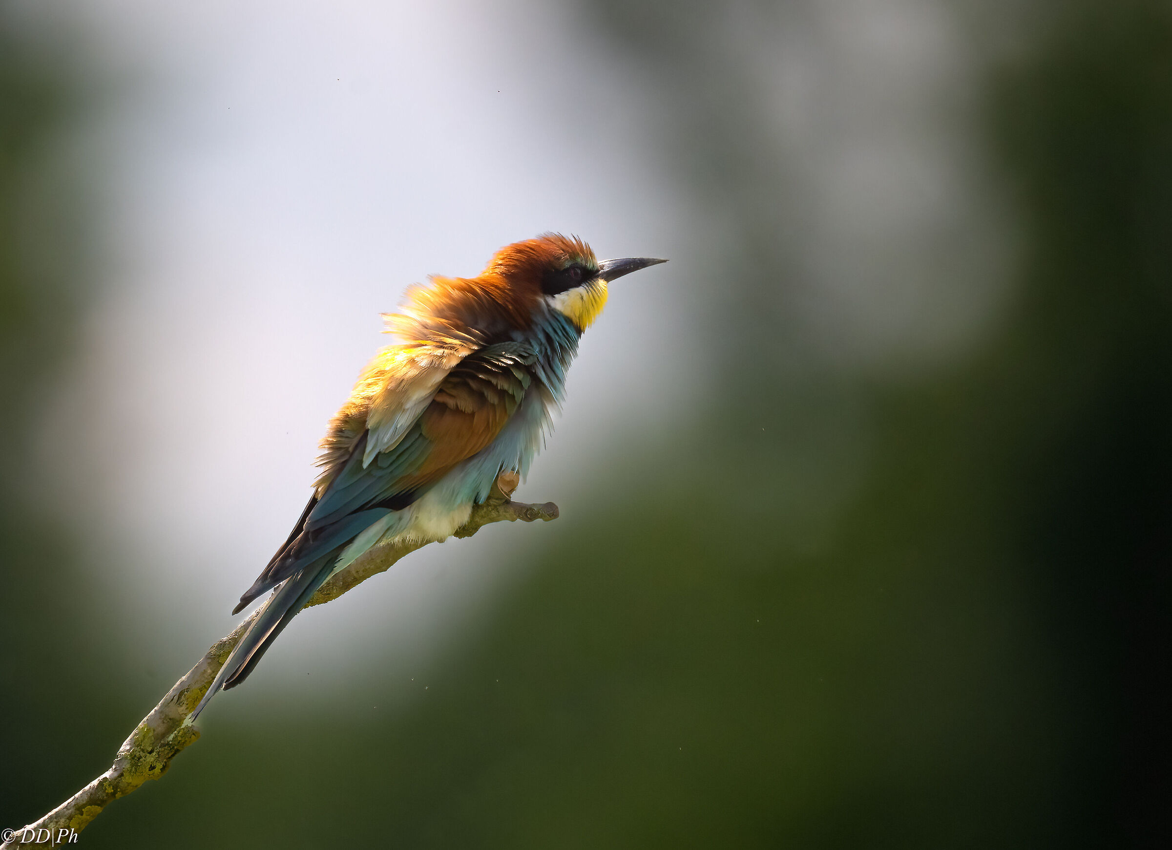 Bee-eater