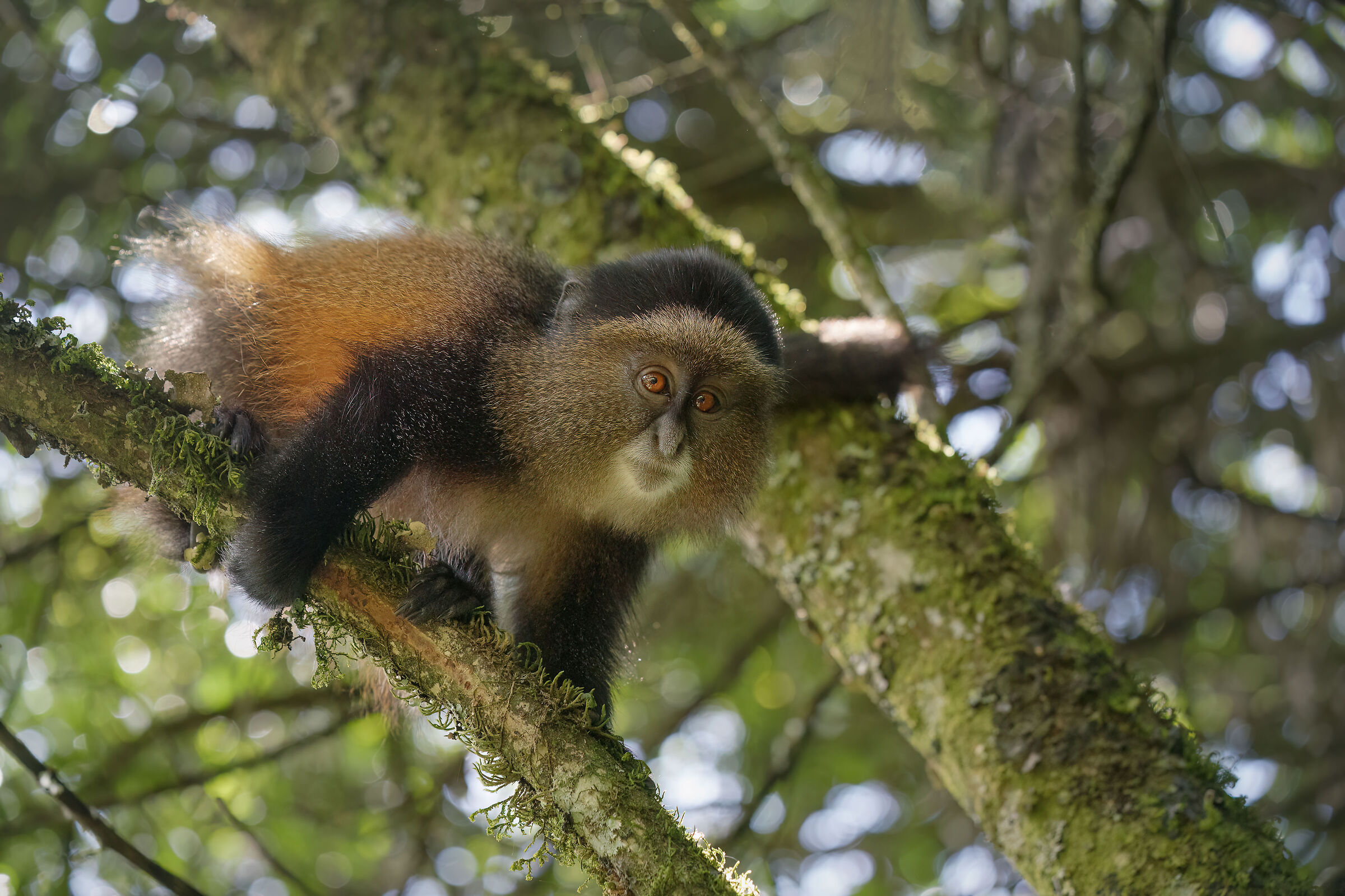 Golden monkey