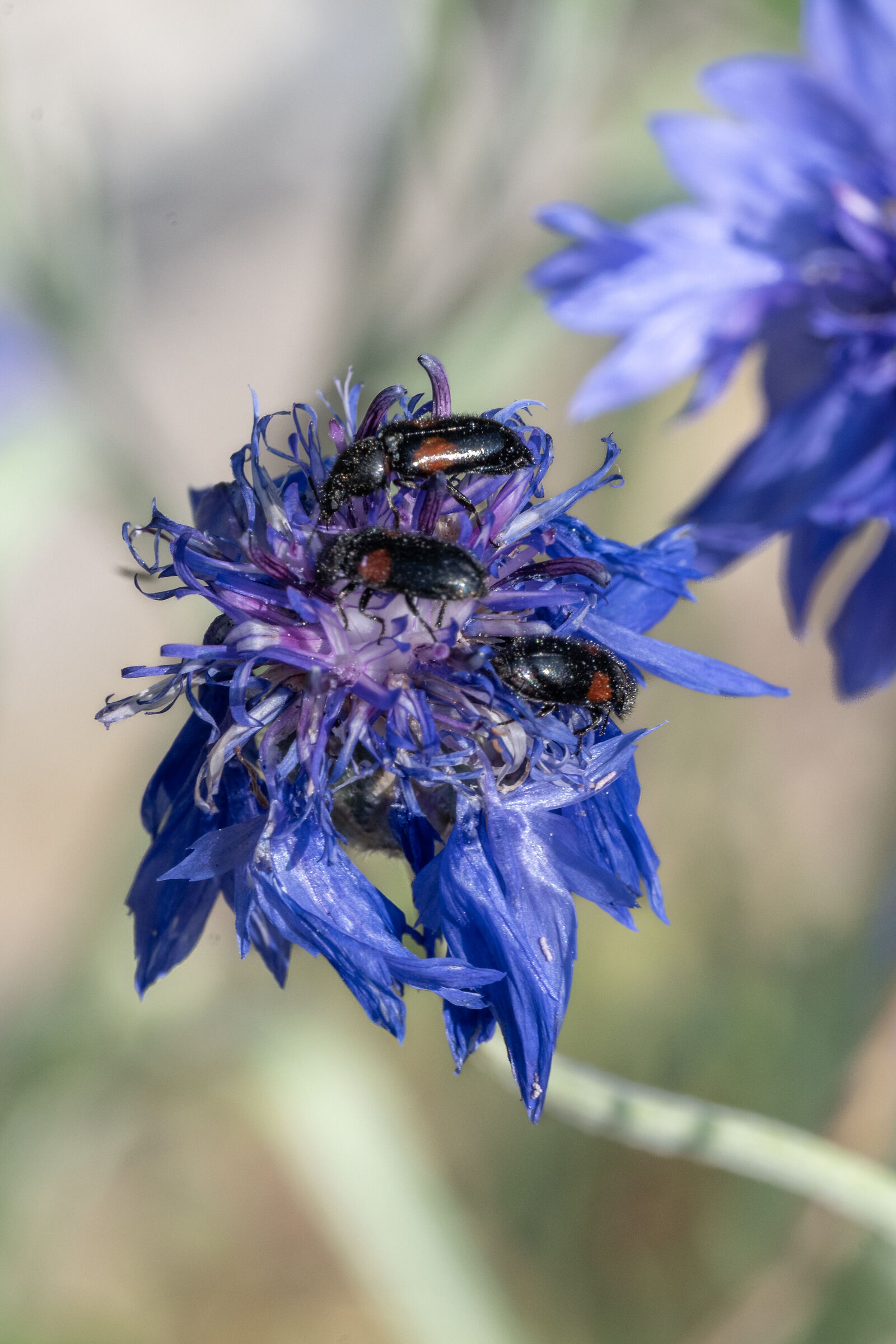 Divales bipustulatus