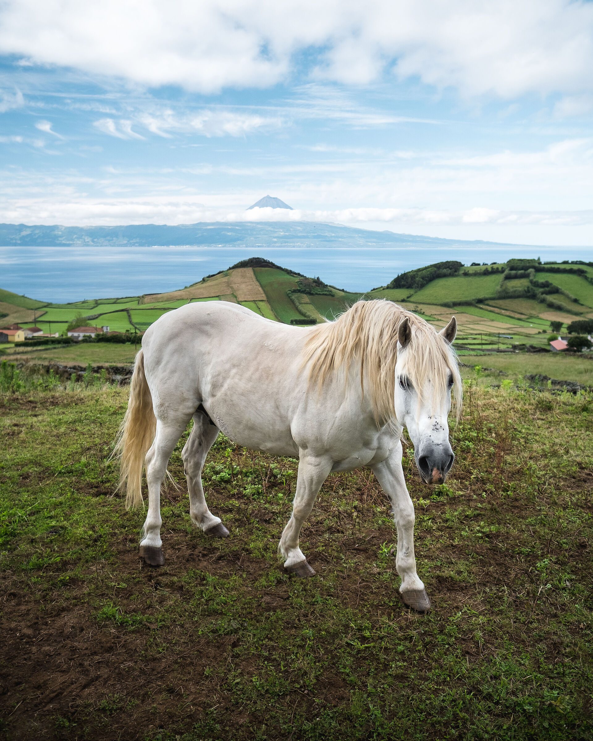 Sao Jorge, Azores, Portugal
