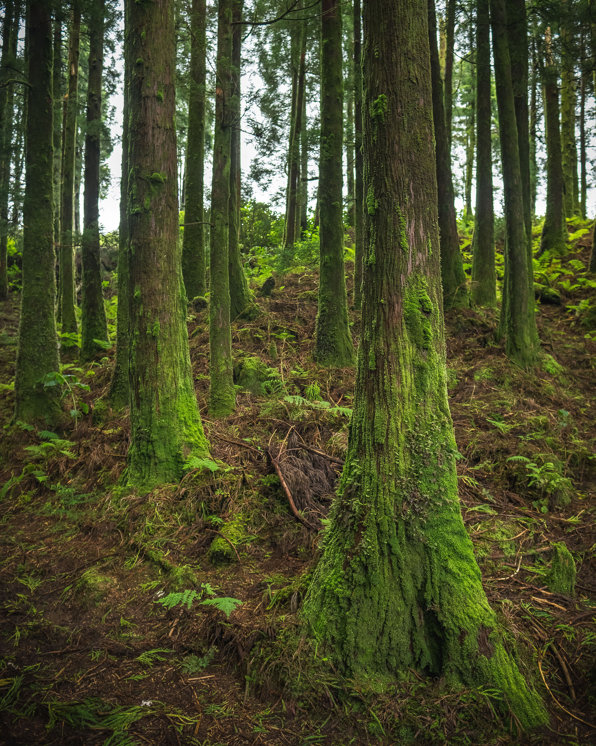 Sao Miguel, Azores, Portugal